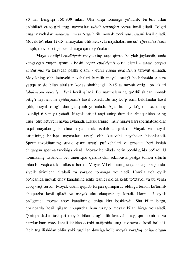 80 sm, kengligi 150-300 mkm. Ular orqa tomonga yo‘nalib, bir-biri bilan 
qo‘shiladi va to‘g‘ri urug‘ naychalari tubuli seminiferi rectini hosil qiladi. To’g'ri 
urug‘ naychalari mediastinum testisga kirib, moyak to‘ri rete testisni hosil qiladi. 
Moyak to‘ridan 12-15 ta moyakni olib ketuvchi naychalari ductuli efferentes testis 
chiqib, moyak ortig'i boshchasiga qarab yo‘naladi. 
Moyak ortig‘i epididymis moyakning orqa qirrasi bo‘ylab joylashib, unda 
kengaygan yuqori qismi - boshi caput epididymis o‘rta qismi - tanasi corpus 
epididymis va toraygan pastki qismi - dumi cauda epididymis tafovut qilinadi. 
Moyakning olib ketuvchi naychalari buralib moyak ortig‘i boshchasida o‘zaro 
yupqa to‘siq bilan ajralgan konus shaklidagi 12-15 ta moyak ortig‘i bo‘laklari 
lobuli-coni epididymidisni hosil qiladi. Bu naychalarning qo‘shilishidan moyak 
ortig‘i nayi ductus epididymidis hosil bo'ladi. Bu nay ko‘p sonli bukilmalar hosil 
qilib, moyak ortig‘i dumiga qarab yo‘naladi. Agar bu nay to‘g‘rilansa, uning 
uzunligi 6-8 m ga yetadi. Moyak ortig‘i nayi uning dumidan chiqqanidan so‘ng 
urug‘ olib ketuvchi nayga aylanadi. Erkaklarning jinsiy hujayralari spermatozoidlar 
faqat moyakning buralma naychalarida ishlab chiqariladi. Moyak va moyak 
ortig‘ining boshqa naychalari urug‘ olib ketuvchi naychalar hisoblanadi. 
Spermatozoidlarning suyuq qismi urug‘ pufakchalari va prostata bezi ishlab 
chiqargan sperma tarkibiga kiradi. Moyak homilada qorin bo‘shlig‘ida bo‘ladi. U 
homilaning to'rtinchi bel umurtqasi qarshisidan sekin-asta pastga tomon siljishi 
bilan bir vaqtda takomillasha boradi. Moyak V bel umurtqasi qarshisiga kelganida, 
siydik tizimidan ajraladi va yorg'oq tomonga yo‘naladi. Homila uch oylik 
bo‘lganida moyak chov kanalining ichki teshigi oldiga kelib to‘xtaydi va bu yerda 
uzoq vaqt turadi. Moyak ustini qoplab turgan qorinparda oldinga tomon ko'tarilib 
chuqurcha hosil qiladi va moyak shu chuqurchaga kiradi. Homila 7 oylik 
bo‘lganida moyak chov kanalining ichiga kira boshlaydi. Shu bilan birga, 
qorinparda hosil qilgan chuqurcha ham uzayib moyak bilan birga yo‘naladi. 
Qorinpardadan tashqari moyak bilan urug‘ olib ketuvchi nay, qon tomirlar va 
nervlar ham chov kanali ichidan o‘tishi natijasida urug‘ tizimchasi hosil bo‘ladi. 
Bola tug‘ilishidan oldin yoki tug‘ilish davriga kelib moyak yorg‘oq ichiga o’tgan 
