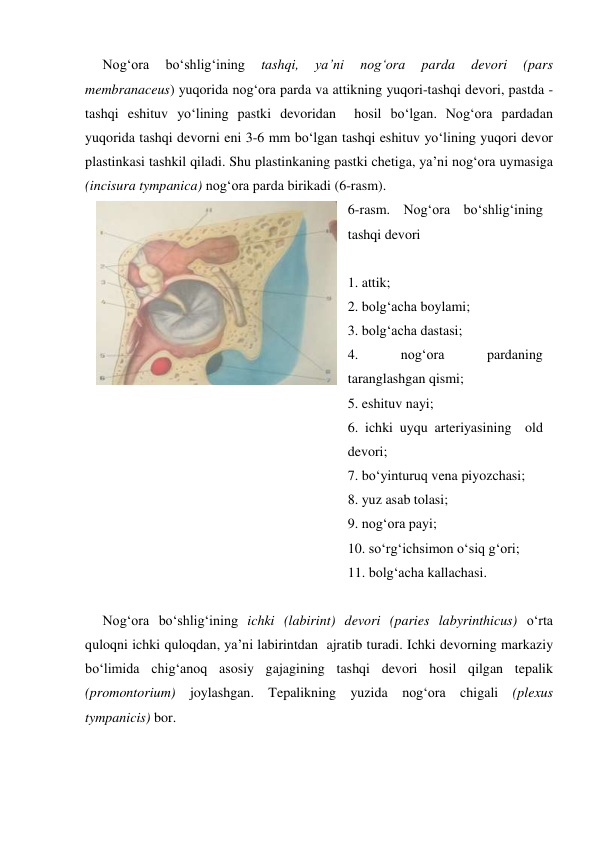      Nog‘ora 
bo‘shlig‘ining 
tashqi, 
ya’ni 
nog‘ora 
parda 
devori 
(pars 
membranaceus) yuqorida nog‘ora parda va attikning yuqori-tashqi devori, pastda - 
tashqi eshituv yo‘lining pastki devoridan  hosil bo‘lgan. Nog‘ora pardadan 
yuqorida tashqi devorni eni 3-6 mm bo‘lgan tashqi eshituv yo‘lining yuqori devor 
plastinkasi tashkil qiladi. Shu plastinkaning pastki chetiga, ya’ni nog‘ora uymasiga 
(incisura tympanica) nog‘ora parda birikadi (6-rasm).  
 
     Nog‘ora bo‘shlig‘ining ichki (labirint) devori (paries labyrinthicus) o‘rta 
quloqni ichki quloqdan, ya’ni labirintdan  ajratib turadi. Ichki devorning markaziy 
bo‘limida chig‘anoq asosiy gajagining tashqi devori hosil qilgan tepalik  
(promontorium) joylashgan. Tepalikning yuzida nog‘ora chigali (plexus 
tympanicis) bor.  
 
6-rasm. Nog‘ora bo‘shlig‘ining 
tashqi devori  
 
1. attik; 
2. bolg‘acha boylami; 
3. bolg‘acha dastasi; 
4. 
nog‘ora 
pardaning 
taranglashgan qismi;  
5. eshituv nayi; 
6. ichki uyqu arteriyasining  old 
devori; 
7. bo‘yinturuq vena piyozchasi; 
8. yuz asab tolasi;   
9. nog‘ora payi; 
10. so‘rg‘ichsimon o‘siq g‘ori;   
11. bolg‘acha kallachasi. 

