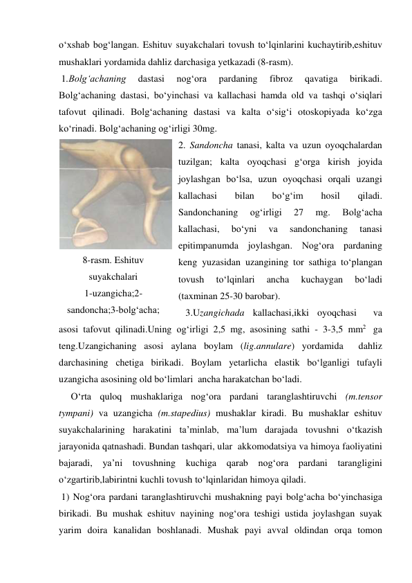 o‘xshab bog‘langan. Eshituv suyakchalari tovush to‘lqinlarini kuchaytirib,eshituv 
mushaklari yordamida dahliz darchasiga yetkazadi (8-rasm). 
 1.Bolg‘achaning 
dastasi 
nog‘ora 
pardaning 
fibroz 
qavatiga 
birikadi. 
Bolg‘achaning dastasi, bo‘yinchasi va kallachasi hamda old va tashqi o‘siqlari 
tafovut qilinadi. Bolg‘achaning dastasi va kalta o‘sig‘i otoskopiyada ko‘zga 
ko‘rinadi. Bolg‘achaning og‘irligi 30mg.  
2. Sandoncha tanasi, kalta va uzun oyoqchalardan 
tuzilgan; kalta oyoqchasi g‘orga kirish joyida 
joylashgan bo‘lsa, uzun oyoqchasi orqali uzangi 
kallachasi 
bilan 
bo‘g‘im 
hosil 
qiladi. 
Sandonchaning 
og‘irligi 
27 
mg. 
Bolg‘acha 
kallachasi, 
bo‘yni 
va 
sandonchaning 
tanasi 
epitimpanumda joylashgan. Nog‘ora pardaning 
keng yuzasidan uzangining tor sathiga to‘plangan 
tovush 
to‘lqinlari 
ancha 
kuchaygan 
bo‘ladi 
(taxminan 25-30 barobar).  
   3.Uzangichada kallachasi,ikki oyoqchasi  va  
asosi tafovut qilinadi.Uning og‘irligi 2,5 mg, asosining sathi - 3-3,5 mm2  ga 
teng.Uzangichaning asosi aylana boylam (lig.annulare) yordamida  dahliz  
darchasining chetiga birikadi. Boylam yetarlicha elastik bo‘lganligi tufayli  
uzangicha asosining old bo‘limlari  ancha harakatchan bo‘ladi.  
     O‘rta quloq mushaklariga nog‘ora pardani taranglashtiruvchi (m.tensor 
tympani) va uzangicha (m.stapedius) mushaklar kiradi. Bu mushaklar eshituv 
suyakchalarining harakatini ta’minlab, ma’lum darajada tovushni o‘tkazish 
jarayonida qatnashadi. Bundan tashqari, ular  akkomodatsiya va himoya faoliyatini 
bajaradi, ya’ni tovushning kuchiga qarab nog‘ora pardani tarangligini 
o‘zgartirib,labirintni kuchli tovush to‘lqinlaridan himoya qiladi.  
 1) Nog‘ora pardani taranglashtiruvchi mushakning payi bolg‘acha bo‘yinchasiga 
birikadi. Bu mushak eshituv nayining nog‘ora teshigi ustida joylashgan suyak 
yarim doira kanalidan boshlanadi. Mushak payi avval oldindan orqa tomon 
 
8-rasm. Eshituv 
suyakchalari                      
1-uzangicha;2-
sandoncha;3-bolg‘acha; 
