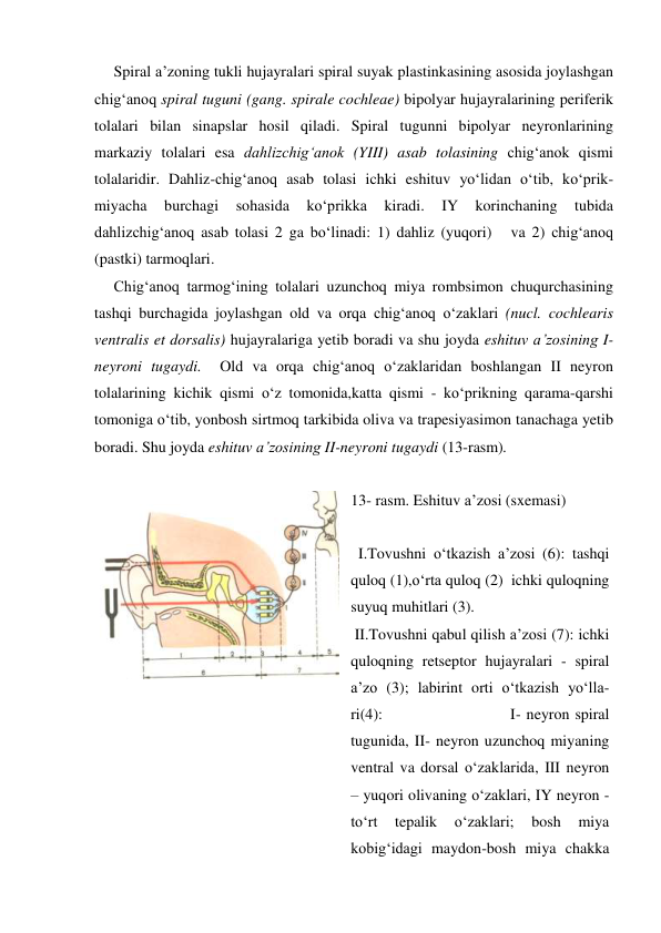      Spiral a’zoning tukli hujayralari spiral suyak plastinkasining asosida joylashgan 
chig‘anoq spiral tuguni (gang. spirale cochleae) bipolyar hujayralarining periferik 
tolalari bilan sinapslar hosil qiladi. Spiral tugunni bipolyar neyronlarining 
markaziy tolalari esa dahlizchig‘anok (YIII) asab tolasining chig‘anok qismi 
tolalaridir. Dahliz-chig‘anoq asab tolasi ichki eshituv yo‘lidan o‘tib, ko‘prik-
miyacha 
burchagi 
sohasida 
ko‘prikka 
kiradi. 
IY 
korinchaning 
tubida 
dahlizchig‘anoq asab tolasi 2 ga bo‘linadi: 1) dahliz (yuqori)   va 2) chig‘anoq 
(pastki) tarmoqlari. 
     Chig‘anoq tarmog‘ining tolalari uzunchoq miya rombsimon chuqurchasining 
tashqi burchagida joylashgan old va orqa chig‘anoq o‘zaklari (nucl. cochlearis 
ventralis et dorsalis) hujayralariga yetib boradi va shu joyda eshituv a’zosining I- 
neyroni tugaydi.  Old va orqa chig‘anoq o‘zaklaridan boshlangan II neyron 
tolalarining kichik qismi o‘z tomonida,katta qismi - ko‘prikning qarama-qarshi 
tomoniga o‘tib, yonbosh sirtmoq tarkibida oliva va trapesiyasimon tanachaga yetib 
boradi. Shu joyda eshituv a’zosining II-neyroni tugaydi (13-rasm). 
 
 
13- rasm. Eshituv a’zosi (sxemasi)   
     
  I.Tovushni o‘tkazish a’zosi (6): tashqi 
quloq (1),o‘rta quloq (2)  ichki quloqning 
suyuq muhitlari (3). 
 II.Tovushni qabul qilish a’zosi (7): ichki 
quloqning retseptor hujayralari - spiral 
a’zo (3); labirint orti o‘tkazish yo‘lla-
ri(4):                        I- neyron spiral 
tugunida, II- neyron uzunchoq miyaning 
ventral va dorsal o‘zaklarida, III neyron 
– yuqori olivaning o‘zaklari, IY neyron - 
to‘rt 
tepalik 
o‘zaklari; 
bosh 
miya 
kobig‘idagi maydon-bosh miya chakka 
