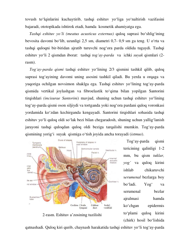 tovush to‘lqinlarini kuchaytirib, tashqi eshituv yo‘liga yo‘naltirish vazifasini 
bajaradi, ototopikada ishtirok etadi, hamda  kosmetik ahamiyatga ega.  
    Tashqi eshituv yo‘li (meatus acusticus externus) quloq suprasi bo‘shlig‘ining 
bevosita davomi bo‘lib, uzunligi 2,5 sm, diametri 0,7- 0,9 sm ga teng. U o‘rta va 
tashqi quloqni bir-biridan ajratib turuvchi nog‘ora parda oldida tugaydi. Tashqi 
eshituv yo‘li 2 qismdan iborat:  tashqi tog‘ay-parda  va  ichki suyak qismlari (2-
rasm).  
    Tog‘ay-parda qismi tashqi eshituv yo‘lining 2/3 qismini tashkil qilib, quloq 
suprasi tog‘ayining davomi uning asosini tashkil qiladi. Bu yerda u orqaga va 
yuqoriga ochilgan novsimon shaklga ega. Tashqi eshituv yo‘lining tog‘ay-parda 
qismida vertikal joylashgan va fibroelastik to‘qima bilan yopilgan Santorini 
tirqishlari (incisurae Santorini) mavjud, shuning uchun tashqi eshituv yo‘lining 
tog‘ay-parda qismi oson siljiydi va tortganda yoki nog‘ora pardani quloq voronkasi 
yordamida ko‘zdan kechirganda kengayadi. Santorini tirqishlari sohasida tashqi 
eshituv yo‘li quloq oldi so‘lak bezi bilan chegaradosh, shuning uchun yallig‘lanish 
jarayoni tashqi quloqdan quloq oldi beziga tarqalishi mumkin. Tog‘ay-parda 
qismining yorig‘i  suyak  qismiga o‘tish joyida ancha torayadi (istmus). 
   Tog‘ay-parda 
qismi 
tericining qalinligi 1-2 
mm, bu qism tuklar, 
yog‘ va quloq kirini 
ishlab 
chikaruvchi  
serumenal bezlarga boy 
bo‘ladi. 
Yog‘ 
va 
serumenal 
bezlar 
ajralmasi 
hamda 
ko‘chgan 
epidermis 
to‘plami quloq kirini 
(chirk) hosil bo‘lishida 
qatnashadi. Quloq kiri qurib, chaynash harakatida tashqi eshituv yo‘li tog‘ay-parda 
 
2-rasm. Eshituv a’zosining tuzilishi 
