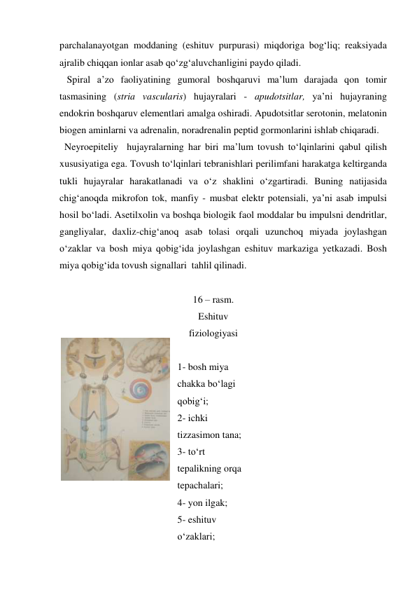 parchalanayotgan moddaning (eshituv purpurasi) miqdoriga bog‘liq; reaksiyada 
ajralib chiqqan ionlar asab qo‘zg‘aluvchanligini paydo qiladi. 
   Spiral a’zo faoliyatining gumoral boshqaruvi ma’lum darajada qon tomir 
tasmasining (stria vascularis) hujayralari - apudotsitlar, ya’ni hujayraning 
endokrin boshqaruv elementlari amalga oshiradi. Apudotsitlar serotonin, melatonin  
biogen aminlarni va adrenalin, noradrenalin peptid gormonlarini ishlab chiqaradi. 
  Neyroepiteliy  hujayralarning har biri ma’lum tovush to‘lqinlarini qabul qilish 
xususiyatiga ega. Tovush to‘lqinlari tebranishlari perilimfani harakatga keltirganda 
tukli hujayralar harakatlanadi va o‘z shaklini o‘zgartiradi. Buning natijasida 
chig‘anoqda mikrofon tok, manfiy - musbat elektr potensiali, ya’ni asab impulsi 
hosil bo‘ladi. Asetilxolin va boshqa biologik faol moddalar bu impulsni dendritlar, 
gangliyalar, daxliz-chig‘anoq asab tolasi orqali uzunchoq miyada joylashgan 
o‘zaklar va bosh miya qobig‘ida joylashgan eshituv markaziga yetkazadi. Bosh 
miya qobig‘ida tovush signallari  tahlil qilinadi. 
 
 
16 – rasm. 
Eshituv 
fiziologiyasi 
 
1- bosh miya 
chakka bo‘lagi 
qobig‘i; 
2- ichki 
tizzasimon tana; 
3- to‘rt 
tepalikning orqa 
tepachalari; 
4- yon ilgak; 
5- eshituv 
o‘zaklari; 
