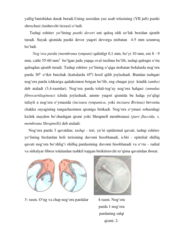 yallig‘lanishidan darak beradi.Uning asosidan yuz asab tolasining (YII juft) pastki 
shoxchasi (tushuvchi tizzasi) o‘tadi.  
     Tashqi eshituv yo‘lining pastki devori uni quloq oldi so‘lak bezidan ajratib 
turadi. Suyak qismida pastki devor yuqori devorga nisbatan  4-5 mm uzunroq  
bo‘ladi.  
        Nog‘ora parda (membrana tympani) qalinligi 0,1 mm, bo‘yi 10 mm, eni 8 - 9 
mm, cathi 55-60 mm2  bo‘lgan juda yupqa oval tuzilma bo‘lib, tashqi quloqni o‘rta 
quloqdan ajratib turadi. Tashqi eshituv yo‘lining o‘qiga nisbatan bolalarda nog‘ora 
parda 300  o‘tkir burchak (kattalarda 450) hosil qilib joylashadi. Bundan tashqari 
nog‘ora parda ichkariga qadahsimon botgan bo‘lib, eng chuqur joyi  kindik (umbo) 
deb ataladi (3,4-rasmlar). Nog‘ora parda tolali-tog‘ay nog‘ora halqasi (annulus 
fibrocartilagineus) ichida joylashadi, ammo yuqori qismida bu halqa yo‘qligi 
tufayli u nog‘ora o‘ymasida (incisura tympanica, yoki incisura Rivinus) bevosita 
chakka suyagining tangachasimon qismiga birikadi. Nog‘ora o‘ymasi sohasidagi 
kichik maydon bo‘shashgan qismi yoki Shrapnell membranasi (pars flaccida, s. 
membrana Shrapnelli) deb ataladi. 
    Nog‘ora parda 3 qavatdan; tashqi - teri, ya’ni epidermal qavati, tashqi eshituv 
yo‘lining bezlardan holi terisining davomi hisoblanadi, ichki - epitelial shilliq 
qavati nog‘ora bo‘shlig‘i shilliq pardasining davomi hisoblanadi va o‘rta - radial 
va sirkulyar fibroz tolalardan tashkil topgan biriktiruvchi to‘qima qavatidan iborat. 
 
 
3- rasm. O‘ng va chap nog‘ora pardalar 
4-rasm. Nog‘ora 
parda 1-nog‘ora 
pardaning salqi 
qismi; 2-
