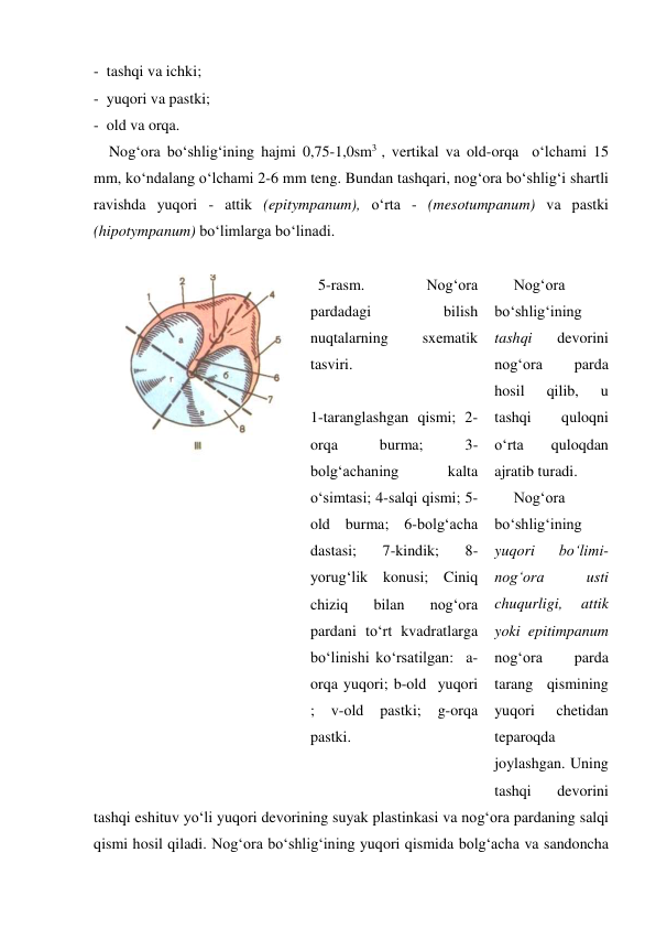 -  tashqi va ichki; 
-  yuqori va pastki; 
-  old va orqa.  
    Nog‘ora bo‘shlig‘ining hajmi 0,75-1,0sm3 , vertikal va old-orqa  o‘lchami 15 
mm, ko‘ndalang o‘lchami 2-6 mm teng. Bundan tashqari, nog‘ora bo‘shlig‘i shartli 
ravishda yuqori - attik (epitympanum), o‘rta - (mesotumpanum) va pastki 
(hipotympanum) bo‘limlarga bo‘linadi. 
 
     Nog‘ora 
bo‘shlig‘ining 
tashqi 
devorini 
nog‘ora 
parda 
hosil 
qilib, 
u 
tashqi 
quloqni 
o‘rta 
quloqdan 
ajratib turadi. 
     Nog‘ora 
bo‘shlig‘ining 
yuqori 
bo‘limi- 
nog‘ora 
usti 
chuqurligi, 
attik 
yoki epitimpanum 
nog‘ora 
parda 
tarang qismining 
yuqori 
chetidan 
teparoqda 
joylashgan. Uning 
tashqi 
devorini 
tashqi eshituv yo‘li yuqori devorining suyak plastinkasi va nog‘ora pardaning salqi 
qismi hosil qiladi. Nog‘ora bo‘shlig‘ining yuqori qismida bolg‘acha va sandoncha 
 
  5-rasm. 
Nog‘ora 
pardadagi 
bilish 
nuqtalarning 
sxematik 
tasviri. 
 
1-taranglashgan qismi; 2-
orqa 
burma; 
3-
bolg‘achaning 
kalta 
o‘simtasi; 4-salqi qismi; 5-
old burma; 6-bolg‘acha 
dastasi; 
7-kindik; 
8-
yorug‘lik konusi; Ciniq 
chiziq 
bilan 
nog‘ora 
pardani to‘rt kvadratlarga 
bo‘linishi ko‘rsatilgan:  a-
orqa yuqori; b-old  yuqori 
; 
v-old 
pastki; 
g-orqa 
pastki. 
 
