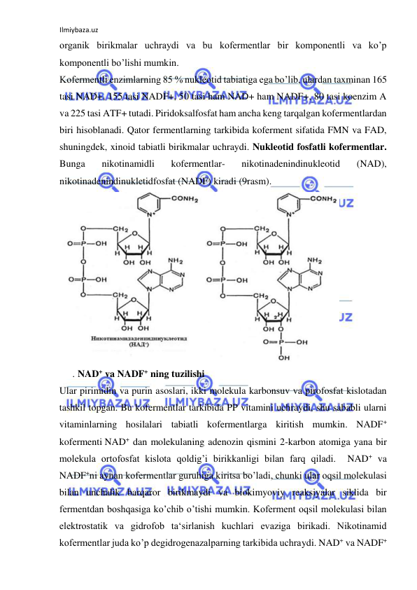 Ilmiybaza.uz 
 
organik birikmalar uchraydi va bu kofermentlar bir komponentli va ko’p 
komponentli bo’lishi mumkin.  
Kofermentli enzimlarning 85 % nukleotid tabiatiga ega bo’lib, ulardan taxminan 165 
tasi NAD+, 155 tasi NADF+, 50 tasi ham NAD+ ham NADF+, 80 tasi koenzim A 
va 225 tasi ATF+ tutadi. Piridoksalfosfat ham ancha keng tarqalgan kofermentlardan 
biri hisoblanadi. Qator fermentlarning tarkibida koferment sifatida FMN va FAD, 
shuningdek, xinoid tabiatli birikmalar uchraydi. Nukleotid fosfatli kofermentlar. 
Bunga 
nikotinamidli 
kofermentlar- 
nikotinadenindinukleotid 
(NAD), 
nikotinadenindinukletidfosfat (NADF) kiradi (9rasm).  
  
. NAD+ va NADF+ ning tuzilishi  
Ular pirimidin va purin asoslari, ikki molekula karbonsuv va pirofosfat kislotadan 
tashkil topgan. Bu kofermentlar tarkibida PP vitamini uchraydi, shu sababli ularni 
vitaminlarning hosilalari tabiatli kofermentlarga kiritish mumkin. NADF+ 
kofermenti NAD+ dan molekulaning adenozin qismini 2-karbon atomiga yana bir 
molekula ortofosfat kislota qoldig’i birikkanligi bilan farq qiladi.  NAD+ va 
NADF+ni aynan kofermentlar guruhiga kiritsa bo’ladi, chunki ular oqsil molekulasi 
bilan unchalik barqaror birikmaydi va biokimyoviy reaksiyalar siklida bir 
fermentdan boshqasiga ko’chib o’tishi mumkin. Koferment oqsil molekulasi bilan 
elektrostatik va gidrofob ta‘sirlanish kuchlari evaziga birikadi. Nikotinamid 
kofermentlar juda ko’p degidrogenazalparning tarkibida uchraydi. NAD+ va NADF+ 
