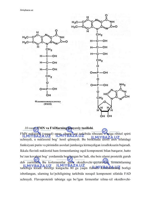Ilmiybaza.uz 
 
  
  
10-rasm. FMN va FADlarning kimyoviy tuzilishi.  
FMN nukleotid (yaqqol) emas, chunki uni tarkibida ribozani o’rniga ribitol spirti 
uchraydi, u nukleozid bog’ hosil qilmaydi. Bu birikmada azotli asos sifatidagi 
funksiyani purin va pirimidin asoslari jumlasiga kirmaydigan izoalloksazin bajaradi. 
Ikkala flavinli nukleotid ham fermentlarning oqsil komponenti bilan barqaror, hatto 
ba‘zan kovalent bog’ yordamida bog’langan bo’ladi, shu bois ularni prostetik guruh 
deb yuritiladi. Bu kofermentlar qator oksidlovchi-qaytaruvchi fermentlarning 
tarkibiga kiradi. Hozirgi kungacha 80 ga yaqin flavinli fermentlarning borligi 
isbotlangan, ularning ko’pchiligining tarkibida nooqsil komponent sifatida FAD 
uchraydi. Flavoproteinli tabiatga ega bo’lgan fermentlar xilma-xil oksidlovchi-
