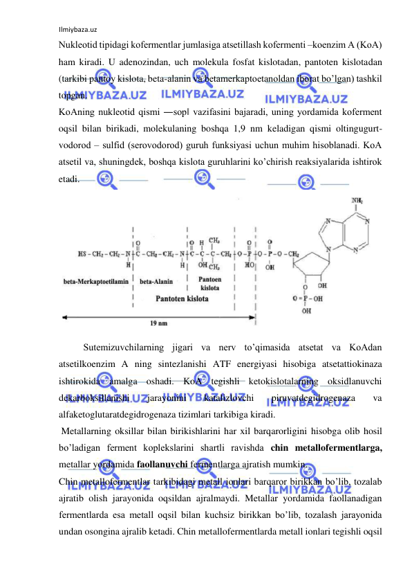 Ilmiybaza.uz 
 
Nukleotid tipidagi kofermentlar jumlasiga atsetillash kofermenti ‒koenzim A (KoA) 
ham kiradi. U adenozindan, uch molekula fosfat kislotadan, pantoten kislotadan 
(tarkibi pantoy kislota, beta-alanin va betamerkaptoetanoldan iborat bo’lgan) tashkil 
topgan.  
KoAning nukleotid qismi ―sop‖ vazifasini bajaradi, uning yordamida koferment 
oqsil bilan birikadi, molekulaning boshqa 1,9 nm keladigan qismi oltingugurt-
vodorod ‒ sulfid (serovodorod) guruh funksiyasi uchun muhim hisoblanadi. KoA 
atsetil va, shuningdek, boshqa kislota guruhlarini ko’chirish reaksiyalarida ishtirok 
etadi.  
  
Sutemizuvchilarning jigari va nerv to’qimasida atsetat va KoAdan 
atsetilkoenzim A ning sintezlanishi ATF energiyasi hisobiga atsetattiokinaza 
ishtirokida amalga oshadi. KoA tegishli ketokislotalarning oksidlanuvchi 
dekarboksillanishi 
jarayonini 
katalizlovchi 
piruvatdegidrogenaza 
va 
alfaketoglutaratdegidrogenaza tizimlari tarkibiga kiradi.  
 Metallarning oksillar bilan birikishlarini har xil barqarorligini hisobga olib hosil 
bo’ladigan ferment koplekslarini shartli ravishda chin metallofermentlarga, 
metallar yordamida faollanuvchi fermentlarga ajratish mumkin.  
Chin metallofermentlar tarkibidagi metall ionlari barqaror birikkan bo’lib, tozalab 
ajratib olish jarayonida oqsildan ajralmaydi. Metallar yordamida faollanadigan 
fermentlarda esa metall oqsil bilan kuchsiz birikkan bo’lib, tozalash jarayonida 
undan osongina ajralib ketadi. Chin metallofermentlarda metall ionlari tegishli oqsil 
