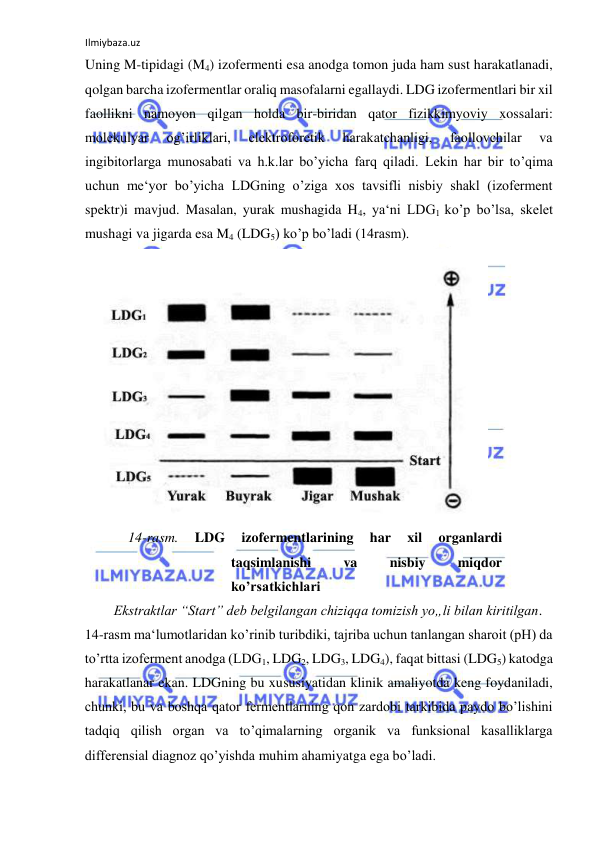 Ilmiybaza.uz 
 
Uning M-tipidagi (M4) izofermenti esa anodga tomon juda ham sust harakatlanadi, 
qolgan barcha izofermentlar oraliq masofalarni egallaydi. LDG izofermentlari bir xil 
faollikni namoyon qilgan holda bir-biridan qator fizikkimyoviy xossalari: 
molekulyar 
og’irliklari, 
elektroforetik 
harakatchanligi, 
faollovchilar 
va 
ingibitorlarga munosabati va h.k.lar bo’yicha farq qiladi. Lekin har bir to’qima 
uchun me‘yor bo’yicha LDGning o’ziga xos tavsifli nisbiy shakl (izoferment 
spektr)i mavjud. Masalan, yurak mushagida H4, ya‘ni LDG1 ko’p bo’lsa, skelet 
mushagi va jigarda esa M4 (LDG5) ko’p bo’ladi (14rasm).  
  
14-rasm. 
LDG 
izofermentlarining 
har 
xil 
organlardi 
taqsimlanishi 
va 
nisbiy 
miqdor 
ko’rsatkichlari  
Ekstraktlar “Start” deb belgilangan chiziqqa tomizish yo„li bilan kiritilgan.  
14-rasm ma‘lumotlaridan ko’rinib turibdiki, tajriba uchun tanlangan sharoit (pH) da 
to’rtta izoferment anodga (LDG1, LDG2, LDG3, LDG4), faqat bittasi (LDG5) katodga 
harakatlanar ekan. LDGning bu xususiyatidan klinik amaliyotda keng foydaniladi, 
chunki, bu va boshqa qator fermentlarning qon zardobi tarkibida paydo bo’lishini 
tadqiq qilish organ va to’qimalarning organik va funksional kasalliklarga 
differensial diagnoz qo’yishda muhim ahamiyatga ega bo’ladi.  
