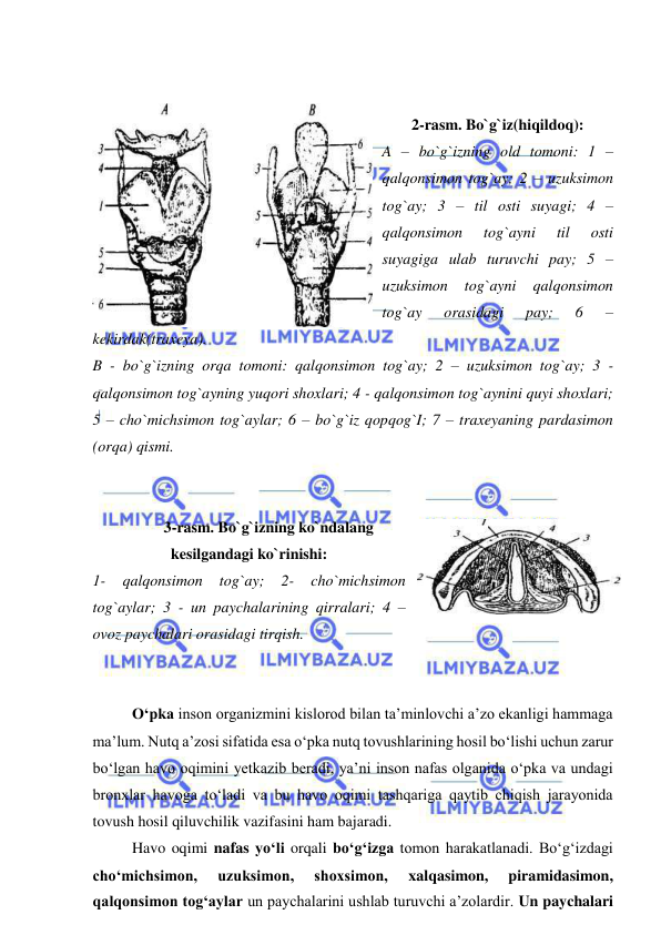  
 
 
 
2-rasm. Bo`g`iz(hiqildoq): 
A – bo`g`izning old tomoni: 1 – 
qalqonsimon tog`ay; 2 – uzuksimon 
tog`ay; 3 – til osti suyagi; 4 – 
qalqonsimon 
tog`ayni 
til 
osti 
suyagiga ulab turuvchi pay; 5 – 
uzuksimon 
tog`ayni 
qalqonsimon 
tog`ay 
orasidagi 
pay; 
6 
– 
kekirdak(traxeya). 
B - bo`g`izning orqa tomoni: qalqonsimon tog`ay; 2 – uzuksimon tog`ay; 3 - 
qalqonsimon tog`ayning yuqori shoxlari; 4 - qalqonsimon tog`aynini quyi shoxlari; 
5 – cho`michsimon tog`aylar; 6 – bo`g`iz qopqog`I; 7 – traxeyaning pardasimon 
(orqa) qismi. 
 
 
3-rasm. Bo`g`izning ko`ndalang 
kesilgandagi ko`rinishi: 
1- 
qalqonsimon 
tog`ay; 
2- 
cho`michsimon 
tog`aylar; 3 - un paychalarining qirralari; 4 – 
ovoz paychalari orasidagi tirqish. 
 
 
O‘pka inson organizmini kislorod bilan ta’minlovchi a’zo ekanligi hammaga 
ma’lum. Nutq a’zosi sifatida esa o‘pka nutq tovushlarining hosil bo‘lishi uchun zarur 
bo‘lgan havo oqimini yetkazib beradi, ya’ni inson nafas olganida o‘pka va undagi 
bronxlar havoga to‘ladi va bu havo oqimi tashqariga qaytib chiqish jarayonida 
tovush hosil qiluvchilik vazifasini ham bajaradi. 
Havo oqimi nafas yo‘li orqali bo‘g‘izga tomon harakatlanadi. Bo‘g‘izdagi 
cho‘michsimon, 
uzuksimon, 
shoxsimon, 
xalqasimon, 
piramidasimon, 
qalqonsimon tog‘aylar un paychalarini ushlab turuvchi a’zolardir. Un paychalari 
