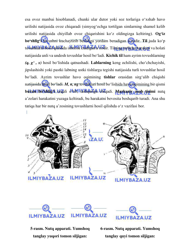  
 
esa ovoz manbai hisoblanadi, chunki ular dutor yoki soz torlariga o‘xshab havo 
urilishi natijasida ovoz chiqaradi (simyog‘ochga tortilgan simlarning shamol kelib 
urilishi natijasida chiyillab ovoz chiqarishini ko‘z oldingizga keltiring). Og‘iz 
bo‘shlig‘i tovushni kuchaytirib berishga yordam beradigan a’zodir. Til juda ko‘p 
tovushlarni hosil qilishda ishtirok etadigan a’zodir. Tilning turlicha harakati va holati 
natijasida unli va undosh tovushlar hosil bo‘ladi. Kichik til ham ayrim tovushlarning 
(q, g‘ , x) hosil bo‘lishida qatnashadi. Lablarning keng ochilishi, cho‘chchayishi, 
jipslashishi yoki pastki labning ustki tishlarga tegishi natijasida turli tovushlar hosil 
bo‘ladi. Ayrim tovushlar havo oqimining tishlar orasidan sirg‘alib chiqishi 
natijasida hosil bo‘ladi. M, n, ng tovushlari hosil bo‘lishida havo oqimining bir qismi 
burun bo‘shlig‘i orqali o‘tib, tashqariga chiqadi. Markaziy asab tizimi nutq 
a’zolari harakatini yuzaga keltiradi, bu harakatni bevosita boshqarib turadi. Ana shu 
tariqa har bir nutq a’zosining tovushlarni hosil qilishda o‘z vazifasi bor.  
 
 
   
 
 
 
 
 
 
 
 
 
 
 
 
 
5-rasm. Nutq apparati. Yumshoq 
tanglay yuqori tomon siljigan: 
6-rasm. Nutq apparati. Yumshoq 
tanglay quyi tomon siljigan: 
