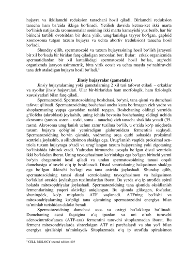 hujayra va ikkilamchi reduksion tanachani hosil qiladi. Birlamchi reduksion 
tanacha ham ba’zida ikkiga bo‘linadi. Yetilish davrida ketma-ket ikki marta 
bo‘linish natijasida xromosomalar sonining ikki marta kamayishi yuz berib, har bir 
birinchi tartibli ovotsitdan bir dona yirik, urug‘lanishga tayyor bo‘lgan, gaploid 
xromosoma tutgan tuxum hujayra va uchta abortiv (reduksion) tanacha hosil 
bo‘ladi. 
Shunday qilib, spermatozoid va tuxum hujayrasining hosil bo‘lish jarayoni 
bir xil bo‘lsada bir biridan farq qiladigan tomonlari bor. Bular:   erkak organizmida 
spermatidlardan bir xil kattalikdagi spermatozoid hosil bo‘lsa, urg‘ochi 
organizmda jarayon asimmetrik, bitta yirik ootsit va uchta mayda yo‘naltiruvchi 
tana deb ataladigan hujayra hosil bo‘ladi.3  
 
Jinsiy hujayralar (gametalar) 
Jinsiy hujayralarning yoki gametalarning 2 xil turi tafovut etiladi – erkaklar 
va ayollar jinsiy hujayralari. Ular bir-birlaridan ham morfologik, ham fiziologik 
xususiyatlari bilan farq qiladi. 
Spermatozoid. Spermatozoidning boshchasi, bo‘yni, tana qismi va dumchasi 
tafovut qilinadi. Spermatozoidning boshchasi uncha katta bo‘lmagan zich yadro va 
sitoplazmaning yupqa qavatidan tashkil topgan. Boshchaning oldingi yarmida 
g‘ilofcha (akroblast) joylashib, uning ichida bevosita boshchaning oldingi uchida 
akrosoma (yunon. asron – ustki, soma – tanacha) zich tanacha shaklida yotadi (35-
rasm). Akrosoma urug‘lanish uchun zarur tuzilma bo‘lib, u o‘zida ko‘p miqdorda 
tuxum hujayra qobig‘ini yemiradigan gialuronidaza fermentini saqlaydi. 
Spermatozoidning bo‘yin qismida, yadroning orqa qutbi sohasida proksimal 
sentriola joylashib, u silindrsimon shaklga ega. Urug‘lanish vaqtida proksimal sen-
triola tuxum hujayraga o‘tadi va urug‘langan tuxum hujayraning yoki zigotaning 
bo‘linishida ishtirok etadi. Yadrodan birmuncha uzoqda bo‘lgan distal sentriola 
ikki bo‘lakdan iborat. Uning tayoqchasimon ko‘rinishga ega bo‘lgan birinchi yarmi 
bo‘yin chegarasini hosil qiladi va undan spermatozoidning tanasi orqali 
dumchasiga o‘tuvchi o‘q ip boshlanadi. Distal sentriolaning halqasimon shaklga 
ega bo‘lgan ikkinchi bo‘lagi esa tana oxirida joylashadi. Shunday qilib, 
spermatozoidning tanasi distal sentriolaning tayoqchasimon va halqasimon 
bo‘laklari orasida joylashgan tuzilmalardan iborat. Bu yerda o‘q ip atrofida spiral 
holatda mitoxopdriyalar joylashadi. Spermatozoidning tana qismida oksidlanish 
fermentlarining yuqori aktivligi aniqlangan. Bu qismda glikogen, fosfatlar, 
shuningdek, 
ko‘p 
miqdorda 
ATF 
saqlanadi. 
ATFning 
bo‘lishi 
va 
mitoxondriyalarning ko‘pligi tana qismining spermatozoidni energiya bilan 
ta’minlab turishidan dalolat beradi.  
Spermatozoidning dumchasi asos va oxirgi bo‘laklarga bo‘linadi. 
Dumchaning 
asosi 
faqatgina 
o‘q 
ipardan 
va 
uni 
o‘rab 
turuvchi 
adenozintrnfosfataza (ATF-aza) fermentini tutuvchi sitoplazmadan iborat. Bu 
ferment mitoxondriyalarda sintezlaigan ATF ni parchalaydi va shu yo‘l bilan 
energiya ajralishipi ta’minlaydi# Sitoplazmada o‘q ip atrofida spiralsimon 
                                                           
3 CELL BIOLOGY second edition 403 
