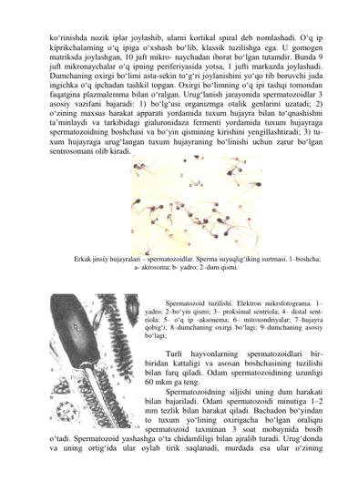 ko‘rinishda nozik iplar joylashib, ularni kortikal spiral deb nomlashadi. O‘q ip 
kiprikchalarning o‘q ipiga o‘xshash bo‘lib, klassik tuzilishga ega. U gomogen 
matriksda joylashgan, 10 juft mikro- naychadan iborat bo‘lgan tutamdir. Bunda 9 
juft mikronaychalar o‘q ipning periferiyasida yotsa, 1 jufti markazda joylashadi. 
Dumchaning oxirgi bo‘limi asta-sekin to‘g‘ri joylanishini yo‘qo tib boruvchi juda 
ingichka o‘q ipchadan tashkil topgan. Oxirgi bo‘limning o‘q ipi tashqi tomondan 
faqatgina plazmalemma bilan o‘ralgan. Urug‘lanish jarayonida spermatozoidlar 3 
asosiy vazifani bajaradi: 1) bo‘lg‘usi organizmga otalik genlarini uzatadi; 2) 
o‘zining maxsus harakat apparati yordamida tuxum hujayra bilan to‘qnashishni 
ta’minlaydi va tarkibidagi gialuronidaza fermenti yordamida tuxum hujayraga 
spermatozoidning boshchasi va bo‘yin qismining kirishini yengillashtiradi; 3) tu-
xum hujayraga urug‘langan tuxum hujayraning bo‘linishi uchun zarur bo‘lgan 
sentrosomani olib kiradi. 
 
 Erkak jinsiy hujayralari – spermatozoidlar. Sperma suyuqlig‘iking surtmasi. 1–boshcha; 
a- akrosoma; b- yadro; 2–dum qismi.  
 
 
 
Spermatozoid tuzilishi. Elektron mikrsfotograma. 1–
yadro; 2–bo‘yin qismi; 3– proksimal sentriola; 4– distal sent-
riola; 5– o‘q ip -aksonema; 6– mitoxondriyalar; 7–hujayra 
qobig‘i; 8–dumchaning oxirgi bo‘lagi; 9–dumchaning asosiy 
bo‘lagi;  
 
Turli 
hayvonlarning 
spermatozoidlari 
bir-
biridan kattaligi va asosan boshchasining tuzilishi 
bilan farq qiladi. Odam spermatozoidining uzunligi 
60 mkm ga teng. 
Spermatozoidning siljishi uning dum harakati 
bilan bajariladi. Odam spermatozoidi minutiga 1–2 
mm tezlik bilan harakat qiladi. Bachadon bo‘yindan 
to tuxum yo‘lining oxirigacha bo‘lgan oraliqni 
spermatozoid taxminan 3 soat mobaynida bosib 
o‘tadi. Spermatozoid yashashga o‘ta chidamliligi bilan ajralib turadi. Urug‘donda 
va uning ortig‘ida ular oylab tirik saqlanadi, murdada esa ular o‘zining 
