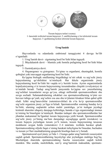  
Tuxum hujayra turlari (sxema). 
1–lansetnik izolitsital tuxum hujayrasi; 2–amfibiylarning o‘rta telolesital tuxum 
hujayrasi; 3–qushlarning keskin telotsital tuxum hujayrasi. 
 
 
Urug‘lanish 
 
Hayvonlarda va odamlarda embrional taraqqiyotni 4 davrga bo‘lib 
o‘rganiladi: 
1. Urug‘lanish davri– zigotaning hosil bo‘lishi bilan tugaydi. 
2. Maydalanish davri – blastula yoki homila pufagining hosil bo‘lishi bilan 
tugaydi. 
3. Gastrulyatsiya davri. 
4. Organogenez va gistogenez. To‘qima va organlarni, shuningdek, homila 
qobiqlari yoki muvaqqat organlarning hosil bo‘lishi. 
Ko‘pgina biologik omillarning birgalikdagi ta’siri erkak va urg‘ochi jinsiy 
hujayralarning 
qo‘shilishini 
ta’minlaydi. 
Har 
ikkala 
organizmda 
jinsiy 
hujayralarning hosil bo‘lishi bir vaqtda ro‘y berishi lozim. Ayrim organizmlarda 
kopulyatsiyaning o‘zi tuxum hujayrasining tuxumdondan chiqishi (ovulyatsiya) ni 
ta’minlab beradi. Tashqi urug‘lanish jarayonida ko‘pgina suv jonzotlarining 
urg‘ochilari tuxumlarini suvga qo‘ysa, erkagi millionlab spermatozoidlarni shu 
suvga sochadi. Salamandralarning erkaklari esa spermatozoidlarning to‘pini suv 
havzasi tubiga qo‘yadi, urg‘ochisi esa ana shu to‘plamni kloakasi bilan qabul qilib 
oladi. Ichki urug‘lanuvchilar (sutemizuvchilar) da o‘ta ko‘p spermatozoidlar 
urg‘ochi organizm jinsiy yo‘liga to‘kiladi. Spermatozoidlar sonining bunday ko‘p 
bo‘lishi, ularning saqlanishi uchun muhit yaratishga, ya’ni tushgan joyidagi 
kislotali sharoitni ishqoriy darajaga keltirishga, hamda o‘zga organizmdagi immun 
ta’sirning bo‘lmasligini ta’minlaydi. Bundan tashqari shu spermatozoidlardan har 
jihatdan mukammal bo‘lganlari tuxum hujayrasiga yetib boradi. Spermatozoidlar 
urg‘ochi jinsiy yo‘lining ma’lum darajadagi suyuqligiga qarshi (reotaksis) va 
tuxum hujayra joylashgan tuxum yo‘li tomon, tuxum hujayrasining taxassus 
moddasini sezgan holda (ximotaksis) 2–4 mm/min. tezlikda harakat qiladi. 
Spermatozoidning siljishi faqat o‘zining harakati tufayligina bo‘lmasdan, bachadon 
va tuxum yo‘llari mushaklarining qisqarishi hisobiga ham ro‘y beradi. 
Spermatozoid ayol jinsiy yo‘lida 1–2 kunga qadar urug‘lantirish xususiyatini 
saqlab qoladi. Spermatozoidlarning hayotiyligi ular joylashgan muhitga bog‘liq. 
Muzlatilgan sharoitda spermatozoidning barcha xususiyatini saqlab kolish 
mumkin. Shu usulda, naslchilikda, sun’iy urug‘lantirish maksadida, spermato-
