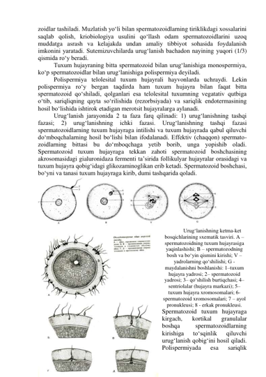 zoidlar tashiladi. Muzlatish yo‘li bilan spermatozoidlarning tiriklikdagi xossalarini 
saqlab qolish, kriobiologiya usulini qo‘llash odam spermatozoidlarini uzoq 
muddatga asrash va kelajakda undan amaliy tibbiyot sohasida foydalanish 
imkonini yaratadi. Sutemizuvchilarda urug‘lanish bachadon nayining yuqori (1/3) 
qismida ro‘y beradi.  
Tuxum hujayraning bitta spermatozoid bilan urug‘lanishiga monospermiya, 
ko‘p spermatozoidlar bilan urug‘lanishiga polispermiya deyiladi. 
Polispermiya telolesital tuxum hujayrali hayvonlarda uchraydi. Lekin 
polispermiya ro‘y bergan taqdirda ham tuxum hujayra bilan faqat bitta 
spermatozoid qo‘shiladi, qolganlari esa telolesital tuxumning vegatativ qutbiga 
o‘tib, sariqliqning qayta so‘rilishida (rezorbsiyada) va sariqlik endotermasining 
hosil bo‘lishida ishtirok etadigan merotsit hujayralarga aylanadi. 
Urug‘lanish jarayonida 2 ta faza farq qilinadi: 1) urug‘lanishning tashqi 
fazasi; 
2) 
urug‘lanishning 
ichki 
fazasi. 
Urug‘lanishning 
tashqi 
fazasi 
spermatozoidlarning tuxum hujayraga intilishi va tuxum hujayrada qabul qiluvchi 
do‘mboqchalarning hosil bo‘lishi bilan ifodalanadi. Effektiv (chaqqon) spermato-
zoidlarning bittasi bu do‘mboqchaga yetib borib, unga yopishib oladi. 
Spermatozoid tuxum hujayraga tekkan zahoti spermatozoid boshchasining 
akrosomasidagi gialuronidaza fermenti ta’sirida follikulyar hujayralar orasidagi va 
tuxum hujayra qobig‘idagi glikozaminoglikan erib ketadi. Spermatozoid boshchasi, 
bo‘yni va tanasi tuxum hujayraga kirib, dumi tashqarida qoladi.  
 
Urug‘lanishning ketma-ket 
bosqichlarining sxematik tasviri. A – 
spermatozoidning tuxum hujayrasiga 
yaqinlashishi; B – spermatozodning 
bosh va bo‘yin qismini kirishi; V – 
yadrolarning qo‘shilishi; G -  
maydalanishni boshlanishi: 1–tuxum 
hujayra yadrosi; 2– spermatozoid 
yadrosi; 3– qo‘shilish burtiqchasi; 4–
sentriolalar (hujayra markazi); 5–
tuxum hujayra xromosomalari; 6- 
spermatozoid xromosomalari; 7 – ayol  
pronukleusi; 8 - erkak pronukleusi. 
Spermatozoid tuxum hujayraga 
kirgach, 
kortikal 
granulalar 
boshqa 
spermatozoidlarning 
kirishiga 
to‘sqinlik 
qiluvchi 
urug‘lanish qobig‘ini hosil qiladi. 
Polispermiyada 
esa 
sariqlik 
