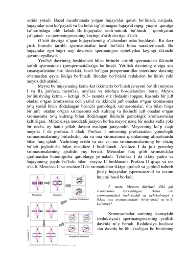ustida yotadi. Bazal membranada yotgan hujayralar qavati bo‘linadi, natijada, 
hujayralar soni ko‘payadi va bu holat sig‘ishmagan hujayral rnpig  yuqori  qavatga  
ko‘tarilishiga  olib  keladi. Bu hujayralar  endi mitotik  bo‘linish    qobiliyatini    
yo‘qotadi  va spermotogenezning keyingi o‘sish davriga o‘tadi. 
O‘sish davriga o‘tgan hujayralarning o‘lchamlari osha boshlaydi. Bu davr 
yirik birinchi tartibli spermatotsitlar hosil bo‘lishi bilan xarakterlanadi. Bu 
hujayralar egri-bugri nay devorida spermatogen epiteliydan keyingi ikkinchi 
qavatni egallaydi. 
Yetilish davrining boshlanishi bilan birinchi tartibli spermatotsit ikkinchi 
tartbli spermatotsit (prespermatidlar)ga bo‘linadi. Yetilish davrining o‘ziga xos 
xususiyatlaridan biri shundaki, hosil bo‘lgan prespermatidlar interkinez davrinig 
o‘tamasdan qayta ikkiga bo‘linadi. Bunday bo‘linishi redaksion bo‘linish yoki 
meyoz deb ataladi. 
Meyoz bu hujayraning kema-ket ikkimarta bo‘linish jarayoni bo‘lib (meyoza 
I va II), profaza, metofaza, anafaza va telofaza bosqislaridan iborat. Meyoz 
bo‘linishning ketma – ketligi 19.3- rasmda o‘z ifodasini topgan. Rasmda bir juft  
otadan o‘tgan xromasoma och yashil va ikkinchi juft onadan o‘tgan xromasoma 
to‘q yashil bilan ifodalangan birinchi gomologik xromasomalar, shu bilan birga  
bir juft  otadan o‘tgan xromasoma och kulrang va ikkinchi juft onadan o‘tgan 
xromasoma to‘q kulrang bilan ifodalangan ikkinchi gomologik xromasomalar 
keltirilgan.  Mitoz qisqa muddatdi jarayon bo‘lsa meyoz uzoq bir necha xafta yoki 
bir necha oy hatto yillab davom etadigan jarayondir. Meyozning ko‘p vaqti 
meyoza I da profazы I oladi. Profaza I mitozning profazasidan gomologik 
xromasomalarning birlashishi, ota va ona xiromasoma qismlarining almashinishi 
bilan farq qiladi. Yadroning erishi va ota va ona xromasomalarining bir chiziq 
bo‘lab joylashishi bilan metafaze I boshlanadi. Anafaze I da juft gomolog 
xromasomalarning ajralishi ruy beradi. Metozdan farq qilib xromatidalar 
ajralmasdan butunligicha qutublarga yo‘naladi. Telofaza I da ikkita yadro va 
hujayraning paydo bo‘lishi bilan  meyoz II boshlanadi. Profaza II qisqa va tez 
o‘tadi. Metafaza II va anafaze II da xromatidalar ikkiga ajraladi va gaploid naborli 
jinsiy hujayralar (spermatozoid va tuxum 
hujara) hosil bo‘ladi. 
 
1- rasm. Meyoza davrlari. Ikki juft 
xromasoma 
ko‘rsatilgan; 
ikkita 
ota 
xromasomalari (och-yashil va och-kulrang) v 
ikkita ona xromasomalari (to‘q-yashil va to‘k-
kulrang).2  
 
Xromosomalar sonining kamayishi 
(reduksiyasi) spermatogenezning yetilish 
davrida ro‘y beradi. Reduktsiya hodisasi 
shu davrda bo‘lib o‘tadigan bo‘linishning 
                                                           
2 CELL BIOLOGY second edition 402 
