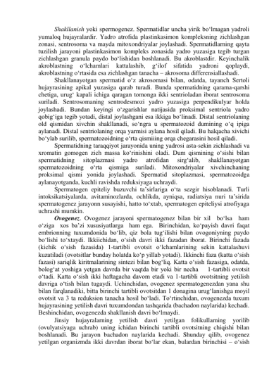 Shakllanish yoki spermogenez. Spermatidlar uncha yirik bo‘lmagan yadroli 
yumaloq hujayralardir. Yadro atrofida plastinkasimon kompleksning zichlashgan 
zonasi, sentrosoma va mayda mitoxondriyalar joylashadi. Spermatidlarning qayta 
tuzilish jarayoni plastinkasimon kompleks zonasida yadro yuzasiga tegib turgan 
zichlashgan granula paydo bo‘lishidan boshlanadi. Bu akroblastdir. Keyinchalik 
akroblastning 
o‘lchamlari 
kattalashib, 
g‘ilof 
sifatida 
yadroni 
qoplaydi, 
akroblastning o‘rtasida esa zichlashgan tanacha – akrosoma differensiallashadi. 
Shakllanayotgan spermatid o‘z akrosomasi bilan, odatda, tayanch Sertoli 
hujayrasining apikal yuzasiga qarab turadi. Bunda spermatidning qarama-qarshi 
chetiga, urug‘ kapali ichiga qaragan tomonga ikki sentrioladan iborat sentrosoma 
suriladi. Sentrosomaning sentrodesmozi yadro yuzasiga perpendikulyar holda 
joylashadi. Bundan keyingi o‘zgarishlar natijasida proksimal sentriola yadro 
qobig‘iga tegib yotadi, distal joylashgani esa ikkiga bo‘linadi. Distal sentriolaning 
old qismidan xivchin shakllanadi, so‘ngra u spermatozoid dumining o‘q ipiga 
aylanadi. Distal sentriolaning orqa yarmisi aylana hosil qiladi. Bu halqacha xivichi 
bo‘ylab surilib, spermatozoidning o‘rta qismiiing orqa chegarasini hosil qiladi. 
Spermatidning taraqqiyot jarayonida uning yadrosi asta-sekin zichlashadi va 
xromatin gomogen zich massa ko‘rinishini oladi. Dum qismining o‘sishi bilan 
spermatidning 
sitoplazmasi 
yadro 
atrofidan 
sirg‘alib, 
shakllanayotgan 
spermatozoidning o‘rta qismiga suriladi. Mitoxondriyalar xivchinchaning 
proksimal qismi yonida joylashadi. Spermatid sitoplazmasi, spermatozoidga  
aylanayotganda, kuchli ravishda reduksiyaga uchraydi. 
Spermatogen epiteliy buzuvchi ta’sirlariga o‘ta sezgir hisoblanadi. Turli 
intoksikatsiyalarda, avitaminozlarda, ochlikda, ayniqsa, radiatsiya nuri ta’sirida 
spermatogenez jarayonn susayishi, hatto to‘xtab, spermatogen epiteliysi atrofiyaga 
uchrashi mumkin. 
Ovogenez. Ovogenez jarayoni spermatogenez bilan bir xil  bo‘lsa  ham 
o‘ziga  xos ba’zi xususiyatlarga  ham ega.  Birinchidan, ko‘payish davri faqat 
embrionning tuxumdonida bo‘lib, qiz bola tug‘ilishi bilan ovogoniyning paydo 
bo‘lishi to‘xtaydi. Ikkiichidan, o‘sish davri ikki fazadan iborat. Birinchi fazada 
(kichik o‘sish fazasida) 1-tartibli ovotsit o‘lchamlarining sekin kattalashuvi 
kuzatiladi (ovotsitlar bunday holatda ko‘p yillab yotadi). Ikkinchi faza (katta o‘sish 
fazasi) sariqlik kiritmalarining sintezi bilan bog‘liq. Katta o‘sish fazasiga, odatda, 
bolog‘at yoshiga yetgan davrda bir vaqtda bir yoki bir necha    1-tartibli ovotsit 
o‘tadi. Katta o‘sish ikki haftagacha davom etadi va 1-tartibli ovotsitning yetilish 
davriga o‘tish bilan tugaydi. Uchinchidan, ovogenez spermatogenezdan yana shu 
bilan farqlanadiki, bitta birinchi tartibli ovotsitdan 1 donagina urug‘lanishga moyil 
ovotsit va 3 ta reduksion tanacha hosil bo‘ladi. To‘rtinchidan, ovogenezda tuxum 
hujayrasining yetilish davri tuxumdondan tashqarida (bachadon naylarida) kechadi. 
Beshinchidan, ovogenezda shakllanish davri bo‘lmaydi. 
Jinsiy hujayralarning 
yetilish 
davri yetilgan folikullarning yorilib 
(ovulyatsiyaga uchrab) uning ichidan birinchi tartibli ovotsitning chiqishi bilan 
boshlanadi. Bu jarayon bachadon naylarida kechadi. Shunday qilib, ovogenez 
yetilgan organizmda ikki davrdan iborat bo‘lar ekan, bulardan birinchisi – o‘sish 
