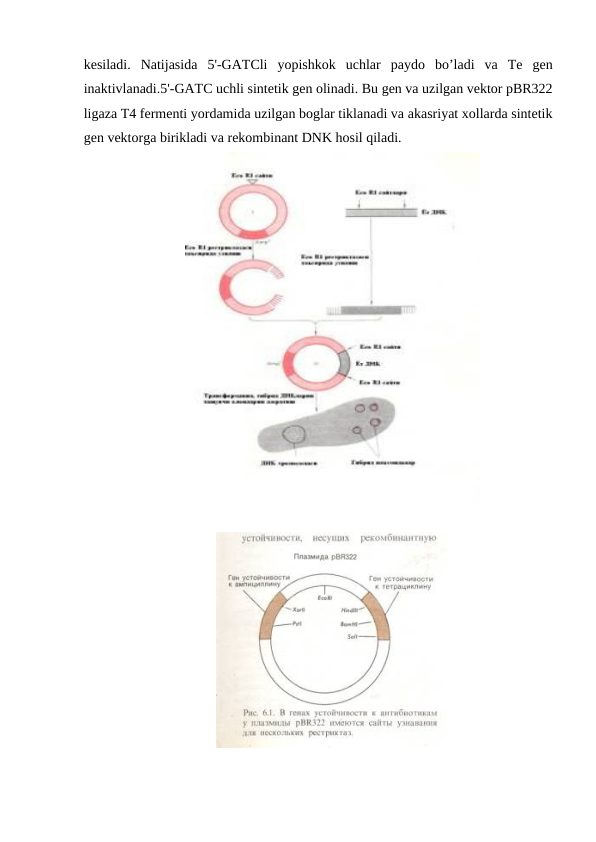 kesiladi.  Natijasida  5'-GATCli  yopishkok  uchlar  paydo  bo’ladi  va  Te  gen
inaktivlanadi.5'-GATC uchli sintetik gen olinadi. Bu gen va uzilgan vektor pBR322
ligaza T4 fermenti yordamida uzilgan boglar tiklanadi va akasriyat xollarda sintetik
gen vektorga birikladi va rekombinant DNK hosil qiladi.
