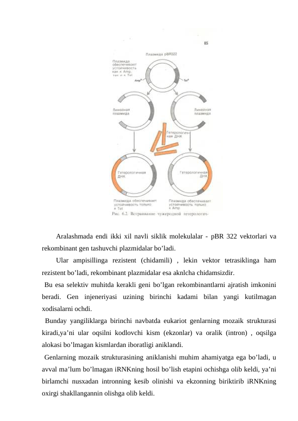 Aralashmada endi ikki xil navli siklik molekulalar - pBR 322 vektorlari va
rekombinant gen tashuvchi plazmidalar bo’ladi.
Ular  ampisillinga  rezistent  (chidamili)  ,  lekin  vektor  tetrasiklinga  ham
rezistent bo’ladi, rekombinant plazmidalar esa aknlcha chidamsizdir.
 Bu esa selektiv muhitda kerakli geni bo’lgan rekombinantlarni ajratish imkonini
beradi.  Gen  injeneriyasi  uzining  birinchi  kadami  bilan  yangi  kutilmagan
xodisalarni ochdi.
 Bunday yangiliklarga birinchi navbatda eukariot genlarning mozaik strukturasi
kiradi,ya’ni ular oqsilni kodlovchi kism (ekzonlar) va oralik (intron) , oqsilga
alokasi bo’lmagan kismlardan iboratligi aniklandi.
 Genlarning mozaik strukturasining aniklanishi muhim ahamiyatga ega bo’ladi, u
avval ma’lum bo’lmagan iRNKning hosil bo’lish etapini ochishga olib keldi, ya’ni
birlamchi nusxadan intronning kesib olinishi va ekzonning biriktirib iRNKning
oxirgi shakllangannin olishga olib keldi.
