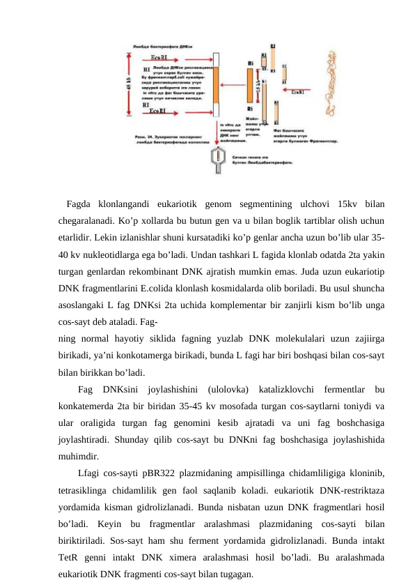  Fagda  klonlangandi  eukariotik  genom  segmentining  ulchovi  15kv  bilan
chegaralanadi. Ko’p xollarda bu butun gen va u bilan boglik tartiblar olish uchun
etarlidir. Lekin izlanishlar shuni kursatadiki ko’p genlar ancha uzun bo’lib ular 35-
40 kv nukleotidlarga ega bo’ladi. Undan tashkari L fagida klonlab odatda 2ta yakin
turgan genlardan rekombinant DNK ajratish mumkin emas. Juda uzun eukariotip
DNK fragmentlarini E.colida klonlash kosmidalarda olib boriladi. Bu usul shuncha
asoslangaki L fag DNKsi 2ta uchida komplementar bir zanjirli kism bo’lib unga
cos-sayt deb ataladi. Fag-
ning  normal  hayotiy  siklida  fagning  yuzlab  DNK  molekulalari  uzun  zajiirga
birikadi, ya’ni konkotamerga birikadi, bunda L fagi har biri boshqasi bilan cos-sayt
bilan birikkan bo’ladi.
Fag  DNKsini  joylashishini  (ulolovka)  katalizklovchi  fermentlar  bu
konkatemerda 2ta bir biridan 35-45 kv mosofada turgan cos-saytlarni toniydi va
ular  oraligida  turgan  fag  genomini  kesib  ajratadi  va  uni  fag  boshchasiga
joylashtiradi. Shunday qilib cos-sayt bu DNKni fag boshchasiga joylashishida
muhimdir.
Lfagi cos-sayti pBR322 plazmidaning ampisillinga chidamliligiga kloninib,
tetrasiklinga  chidamlilik  gen  faol  saqlanib  koladi.  eukariotik  DNK-restriktaza
yordamida kisman gidrolizlanadi. Bunda nisbatan uzun DNK fragmentlari hosil
bo’ladi.  Keyin  bu  fragmentlar  aralashmasi  plazmidaning  cos-sayti  bilan
biriktiriladi. Sos-sayt ham shu ferment yordamida gidrolizlanadi. Bunda intakt
TetR  genni  intakt  DNK  ximera  aralashmasi  hosil  bo’ladi.  Bu  aralashmada
eukariotik DNK fragmenti cos-sayt bilan tugagan.

