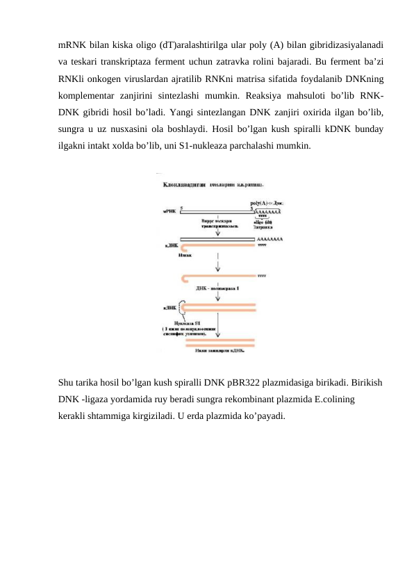 mRNK bilan kiska oligo (dT)aralashtirilga ular poly (A) bilan gibridizasiyalanadi
va teskari transkriptaza ferment uchun zatravka rolini bajaradi. Bu ferment ba’zi
RNKli onkogen viruslardan ajratilib RNKni matrisa sifatida foydalanib DNKning
komplementar  zanjirini  sintezlashi  mumkin.  Reaksiya  mahsuloti  bo’lib  RNK-
DNK gibridi hosil bo’ladi. Yangi sintezlangan DNK zanjiri oxirida ilgan bo’lib,
sungra u uz nusxasini ola boshlaydi. Hosil bo’lgan kush spiralli kDNK bunday
ilgakni intakt xolda bo’lib, uni S1-nukleaza parchalashi mumkin.
Shu tarika hosil bo’lgan kush spiralli DNK pBR322 plazmidasiga birikadi. Birikish
DNK -ligaza yordamida ruy beradi sungra rekombinant plazmida E.colining 
kerakli shtammiga kirgiziladi. U erda plazmida ko’payadi. 
