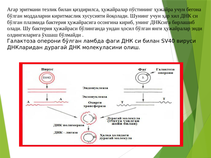 Агар эритмани тезлик билан қиздирилса, ҳужайралар пўстининг ҳужайра учун бегона 
бўлган моддаларни киритмаслик хусусияти йоқолади. Шунинг учун ҳар хил ДНК си 
бўлган плазмида бактерия ҳужайрасига осонгина кириб, унинг ДНКсига бирлашиб 
олади. Шу бактерия ҳужайраси бўлинганда ундан ҳосил бўлган янги ҳужайралар энди 
олдингиларига ўхшаш бўлмайди .
Галактоза оперони бўлган ламбда фаги ДНК си билан SV40 вируси 
ДНКларидан дурагай ДНК молекуласини олиш. 
