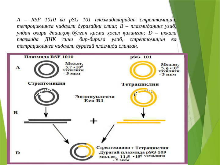 А – RSF 1010 ва pSG 101 плазмидаларидан стрептомицин, 
тетроциклинга чидамли дурагайни олиш; В – плазмиданинг узиб, 
ундан охири ёпишқоқ бўлган қисми ҳосил қилинган; D – иккала 
плазмида 
ДНК 
сини 
бир-бирига 
улаб, 
стрептомицин 
ва 
тетрациклинга чидамли дурагай плазмида олинган. 

