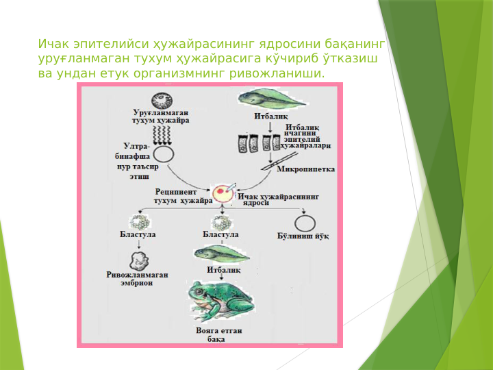 Ичак эпителийси ҳужайрасининг ядросини бақанинг 
уруғланмаган тухум ҳужайрасига кўчириб ўтказиш 
ва ундан етук организмнинг ривожланиши. 
