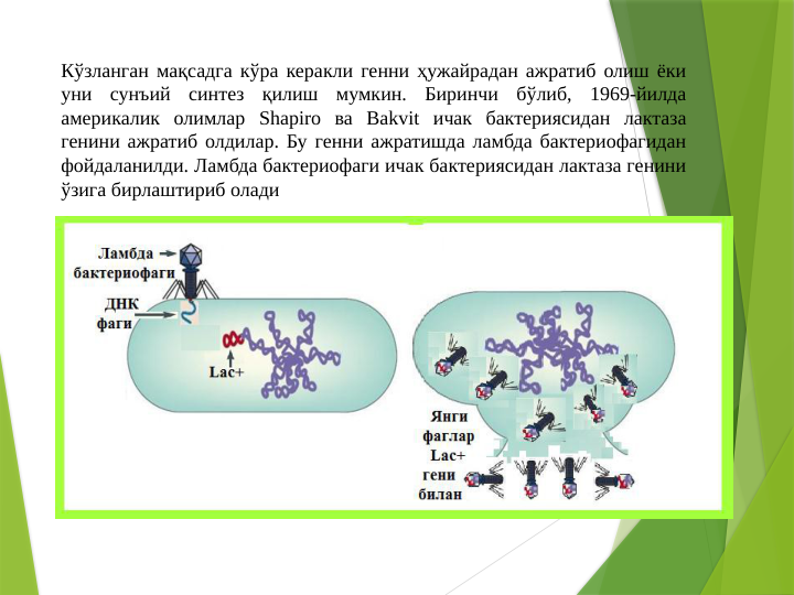Кўзланган мақсадга кўра керакли генни ҳужайрадан ажратиб олиш ёки 
уни сунъий синтез қилиш мумкин. Биринчи бўлиб, 1969-йилда 
америкалик олимлар Shapiro ва Bakvit ичак бактериясидан лактаза 
генини ажратиб олдилар. Бу генни ажратишда ламбда бактериофагидан 
фойдаланилди. Ламбда бактериофаги ичак бактериясидан лактаза генини 
ўзига бирлаштириб олади
