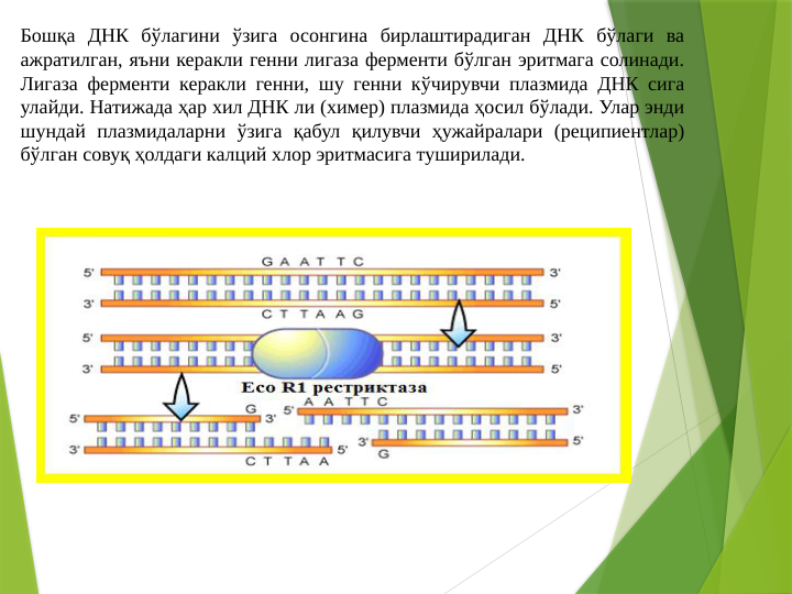 Бошқа ДНК бўлагини ўзига осонгина бирлаштирадиган ДНК бўлаги ва 
ажратилган, яъни керакли генни лигаза ферменти бўлган эритмага солинади. 
Лигаза ферменти керакли генни, шу генни кўчирувчи плазмида ДНК сига 
улайди. Натижада ҳар хил ДНК ли (химер) плазмида ҳосил бўлади. Улар энди 
шундай плазмидаларни ўзига қабул қилувчи ҳужайралари (реципиентлар) 
бўлган совуқ ҳолдаги калций хлор эритмасига туширилади. 
