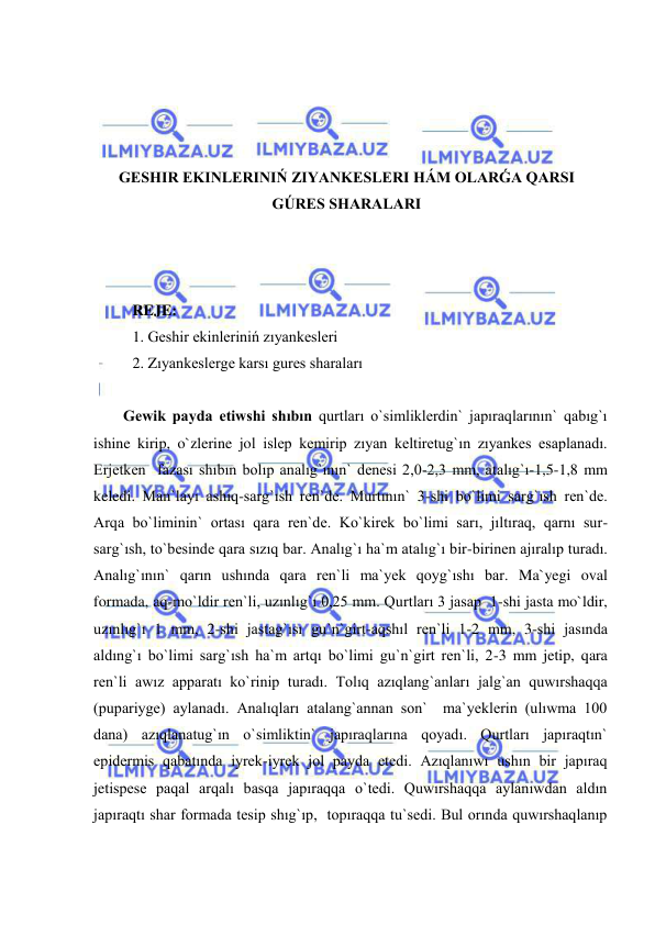  
 
 
 
 
 
GESHIR EKINLERINIŃ ZIYANKESLERI HÁM OLARǴA QARSI 
GÚRES SHARALARI 
 
 
 
REJE: 
1. Geshir ekinleriniń zıyankesleri  
2. Zıyankeslerge karsı gures sharaları 
 
Gewik payda etiwshi shıbın qurtları o`simliklerdin` japıraqlarının` qabıg`ı 
ishine kirip, o`zlerine jol islep kemirip zıyan keltiretug`ın zıyankes esaplanadı. 
Erjetken  fazası shıbın bolıp analıg`ının` denesi 2,0-2,3 mm, atalıg`ı-1,5-1,8 mm 
keledi. Man`layı ashıq-sarg`ısh ren`de. Murtının` 3-shi bo`limi sarg`ısh ren`de. 
Arqa bo`liminin` ortası qara ren`de. Ko`kirek bo`limi sarı, jıltıraq, qarnı sur-
sarg`ısh, to`besinde qara sızıq bar. Analıg`ı ha`m atalıg`ı bir-birinen ajıralıp turadı. 
Analıg`ının` qarın ushında qara ren`li ma`yek qoyg`ıshı bar. Ma`yegi oval 
formada, aq-mo`ldir ren`li, uzınlıg`ı 0,25 mm. Qurtları 3 jasap  1-shi jasta mo`ldir, 
uzınlıg`ı 1 mm, 2-shi jastag`ısı gu`n`girt-aqshıl ren`li 1-2 mm, 3-shi jasında 
aldıng`ı bo`limi sarg`ısh ha`m artqı bo`limi gu`n`girt ren`li, 2-3 mm jetip, qara 
ren`li awız apparatı ko`rinip turadı. Tolıq azıqlang`anları jalg`an quwırshaqqa 
(pupariyge) aylanadı. Analıqları atalang`annan son`  ma`yeklerin (ulıwma 100 
dana) azıqlanatug`ın o`simliktin` japıraqlarına qoyadı. Qurtları japıraqtın` 
epidermis qabatında iyrek-iyrek jol payda etedi. Azıqlanıwı ushın bir japıraq 
jetispese paqal arqalı basqa japıraqqa o`tedi. Quwırshaqqa aylanıwdan aldın 
japıraqtı shar formada tesip shıg`ıp,  topıraqqa tu`sedi. Bul orında quwırshaqlanıp 
