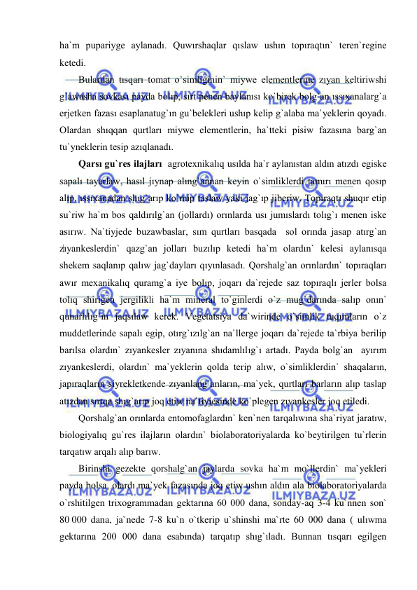  
 
ha`m pupariyge aylanadı. Quwırshaqlar qıslaw ushın topıraqtın` teren`regine 
ketedi.  
Bulardan tısqarı tomat o`simliginin` miywe elementlerine zıyan keltiriwshi 
g`awasha sovkası payda bolıp, sırt penen baylanısı ko`birek bolg`an ıssıxanalarg`a 
erjetken fazası esaplanatug`ın gu`belekleri ushıp kelip g`alaba ma`yeklerin qoyadı. 
Olardan shıqqan qurtları miywe elementlerin, ha`tteki pisiw fazasına barg`an 
tu`yneklerin tesip azıqlanadı.  
Qarsı gu`res ilajları  agrotexnikalıq usılda ha`r aylanıstan aldın atızdı egiske 
sapalı tayarlaw, hasıl jıynap alıng`annan keyin o`simliklerdi tamırı menen qosıp 
alıp, ıssıxanadan shıg`arıp ko`mip taslaw yaki jag`ıp jiberiw. Topıraqtı shuqır etip 
su`riw ha`m bos qaldırılg`an (jollardı) orınlarda usı jumıslardı tolıg`ı menen iske 
asırıw. Na`tiyjede buzawbaslar, sım qurtları basqada  sol orında jasap atırg`an 
zıyankeslerdin` qazg`an jolları buzılıp ketedi ha`m olardın` kelesi aylanısqa 
shekem saqlanıp qalıw jag`dayları qıyınlasadı. Qorshalg`an orınlardın` topıraqları 
awır mexanikalıq quramg`a iye bolıp, joqarı da`rejede saz topıraqlı jerler bolsa 
tolıq shirigen jergilikli ha`m mineral to`ginlerdi o`z mug`darında salıp onın` 
qunarlılıg`ın jaqsılaw kerek. Vegetatsiya da`wirinde o`simlik tuqımların o`z 
muddetlerinde sapalı egip, otırg`ızılg`an na`llerge joqarı da`rejede ta`rbiya berilip 
barılsa olardın` zıyankesler zıyanına shıdamlılıg`ı artadı. Payda bolg`an  ayırım 
zıyankeslerdi, olardın` ma`yeklerin qolda terip alıw, o`simliklerdin` shaqaların, 
japıraqların siyrekletkende zıyanlang`anların, ma`yek, qurtları barların alıp taslap 
atızdan sırtqa shıg`arıp joq etiw na`tiyjesinde ko`plegen zıyankesler joq etiledi. 
Qorshalg`an orınlarda entomofaglardın` ken`nen tarqalıwına sha`riyat jaratıw, 
biologiyalıq gu`res ilajların olardın` biolaboratoriyalarda ko`beytirilgen tu`rlerin 
tarqatıw arqalı alıp barıw. 
Birinshi gezekte qorshalg`an jaylarda sovka ha`m mo`llerdin` ma`yekleri 
payda bolsa, olardı ma`yek fazasında joq etiw ushın aldın ala biolaboratoriyalarda 
o`rshitilgen trixogrammadan gektarına 60 000 dana, sonday-aq 3-4 ku`nnen son` 
80 000 dana, ja`nede 7-8 ku`n o`tkerip u`shinshi ma`rte 60 000 dana ( ulıwma 
gektarına 200 000 dana esabında) tarqatıp shıg`ıladı. Bunnan tısqarı egilgen 
