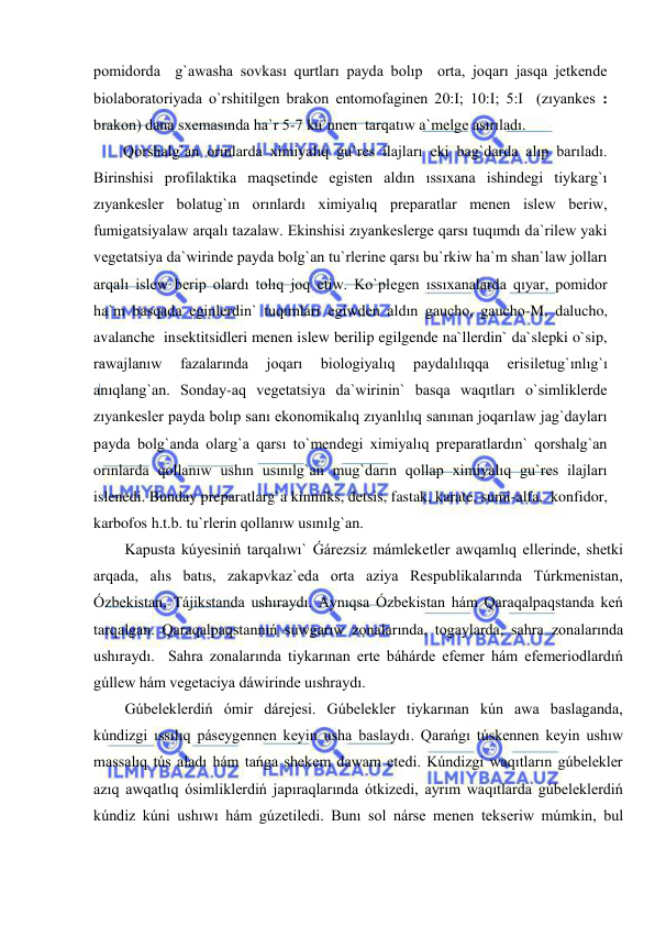  
 
pomidorda  g`awasha sovkası qurtları payda bolıp  orta, joqarı jasqa jetkende 
biolaboratoriyada o`rshitilgen brakon entomofaginen 20:I; 10:I; 5:I  (zıyankes : 
brakon) dana sxemasında ha`r 5-7 ku`nnen  tarqatıw a`melge asırıladı.  
Qorshalg`an orınlarda ximiyalıq gu`res ilajları eki bag`darda alıp barıladı. 
Birinshisi profilaktika maqsetinde egisten aldın ıssıxana ishindegi tiykarg`ı 
zıyankesler bolatug`ın orınlardı ximiyalıq preparatlar menen islew beriw, 
fumigatsiyalaw arqalı tazalaw. Ekinshisi zıyankeslerge qarsı tuqımdı da`rilew yaki 
vegetatsiya da`wirinde payda bolg`an tu`rlerine qarsı bu`rkiw ha`m shan`law jolları 
arqalı islew berip olardı tolıq joq etiw. Ko`plegen ıssıxanalarda qıyar, pomidor 
ha`m basqada eginlerdin` tuqımları egiwden aldın gaucho, gaucho-M, dalucho, 
avalanche  insektitsidleri menen islew berilip egilgende na`llerdin` da`slepki o`sip, 
rawajlanıw 
fazalarında 
joqarı 
biologiyalıq 
paydalılıqqa 
erisiletug`ınlıg`ı 
anıqlang`an. Sonday-aq vegetatsiya da`wirinin` basqa waqıtları o`simliklerde 
zıyankesler payda bolıp sanı ekonomikalıq zıyanlılıq sanınan joqarılaw jag`dayları 
payda bolg`anda olarg`a qarsı to`mendegi ximiyalıq preparatlardın` qorshalg`an 
orınlarda qollanıw ushın usınılg`an mug`darın qollap ximiyalıq gu`res ilajları 
islenedi. Bunday preparatlarg`a kinmiks, detsis, fastak, karate, sumi-alfa,  konfidor, 
karbofos h.t.b. tu`rlerin qollanıw usınılg`an. 
Kapusta kúyesiniń tarqalıwı` Ǵárezsiz mámleketler awqamlıq ellerinde, shetki 
arqada, alıs batıs, zakapvkaz`eda orta aziya Respublikalarında Túrkmenistan, 
Ózbekistan, Tájikstanda ushıraydı. Aynıqsa Ózbekistan hám Qaraqalpaqstanda keń 
tarqalgan. Qaraqalpaqstannıń suwgarıw zonalarında, togaylarda, sahra zonalarında 
ushıraydı.  Sahra zonalarında tiykarınan erte báhárde efemer hám efemeriodlardıń 
gúllew hám vegetaciya dáwirinde uıshraydı. 
Gúbeleklerdiń ómir dárejesi. Gúbelekler tiykarınan kún awa baslaganda, 
kúndizgi ıssılıq páseygennen keyin usha baslaydı. Qarańgı túskennen keyin ushıw 
massalıq tús aladı hám tańga shekem dawam etedi. Kúndizgi waqıtların gúbelekler 
azıq awqatlıq ósimliklerdiń japıraqlarında ótkizedi, ayrım waqıtlarda gúbeleklerdiń 
kúndiz kúni ushıwı hám gúzetiledi. Bunı sol nárse menen tekseriw múmkin, bul 
