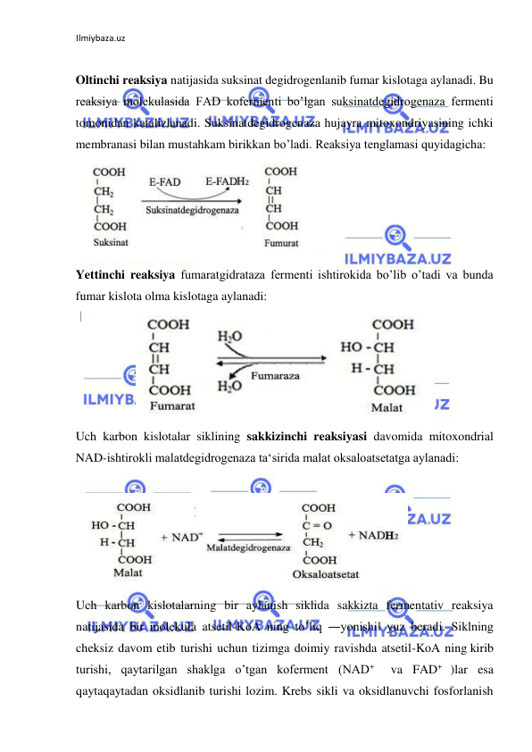 Ilmiybaza.uz 
 
  
Oltinchi reaksiya natijasida suksinat degidrogenlanib fumar kislotaga aylanadi. Bu 
reaksiya molekulasida FAD kofermenti bo’lgan suksinatdegidrogenaza fermenti 
tomonidan katalizlanadi. Suksinatdegidrogenaza hujayra mitoxondriyasining ichki 
membranasi bilan mustahkam birikkan bo’ladi. Reaksiya tenglamasi quyidagicha:      
  
Yettinchi reaksiya fumaratgidrataza fermenti ishtirokida bo’lib o’tadi va bunda 
fumar kislota olma kislotaga aylanadi:   
  
Uch karbon kislotalar siklining sakkizinchi reaksiyasi davomida mitoxondrial 
NAD-ishtirokli malatdegidrogenaza ta‘sirida malat oksaloatsetatga aylanadi:   
  
  
Uch karbon kislotalarning bir aylanish siklida sakkizta fermentativ reaksiya 
natijasida bir molekula atsetil-KoA ning to’liq ―yonishi‖ yuz beradi. Siklning 
cheksiz davom etib turishi uchun tizimga doimiy ravishda atsetil-KoA ning kirib 
turishi, qaytarilgan shaklga o’tgan koferment (NAD+  va FAD+ )lar esa 
qaytaqaytadan oksidlanib turishi lozim. Krebs sikli va oksidlanuvchi fosforlanish 
