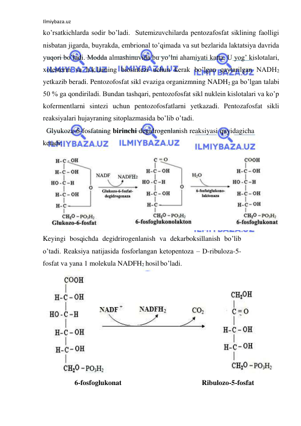 Ilmiybaza.uz 
 
ko’rsatkichlarda sodir bo’ladi.  Sutemizuvchilarda pentozafosfat siklining faolligi 
nisbatan jigarda, buyrakda, embrional to’qimada va sut bezlarida laktatsiya davrida 
yuqori bo’ladi. Modda almashinuvida bu yo’lni ahamiyati katta. U yog’ kislotalari, 
xolesterin va h.k.larning biosintezi uchun kerak bo’lgan qaytarilgan NADH2 
yetkazib beradi. Pentozofosfat sikl evaziga organizmning NADH2 ga bo’lgan talabi 
50 % ga qondiriladi. Bundan tashqari, pentozofosfat sikl nuklein kislotalari va ko’p 
kofermentlarni sintezi uchun pentozofosfatlarni yetkazadi. Pentozafosfat sikli 
reaksiyalari hujayraning sitoplazmasida bo’lib o’tadi.  
  Glyukoza-6-fosfatning birinchi degidrogenlanish reaksiyasi quyidagicha 
ketadi:  
  
Keyingi bosqichda degidrirogenlanish va dekarboksillanish bo’lib 
o’tadi. Reaksiya natijasida fosforlangan ketopentoza – D-ribuloza-5-
fosfat va yana 1 molekula NADFH2 hosil bo’ladi.   
  
 
         6-fosfoglukonat  
  
                            Ribulozo-5-fosfat  

