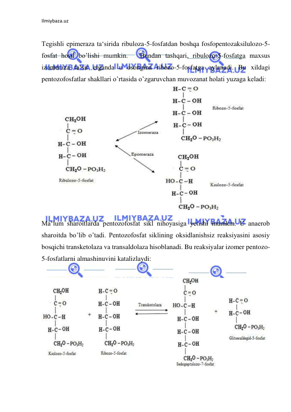 Ilmiybaza.uz 
 
  
Tegishli epimeraza ta‘sirida ribuloza-5-fosfatdan boshqa fosfopentozaksilulozo-5-
fosfat hosil bo’lishi mumkin.   Bundan tashqari, ribulozo-5-fosfatga maxsus 
izomeraza ta‘sir etganda u osongina ribozo-5-fosfatga aylanadi. Bu xildagi 
pentozofosfatlar shakllari o’rtasida o’zgaruvchan muvozanat holati yuzaga keladi:  
  
Ma‘lum sharoitlarda pentozofosfat sikl nihoyasiga yetishi mumkin. U anaerob 
sharoitda bo’lib o’tadi. Pentozofosfat siklining oksidlanishsiz reaksiyasini asosiy 
bosqichi transketolaza va transaldolaza hisoblanadi. Bu reaksiyalar izomer pentozo-
5-fosfatlarni almashinuvini katalizlaydi:  
   
  
  
