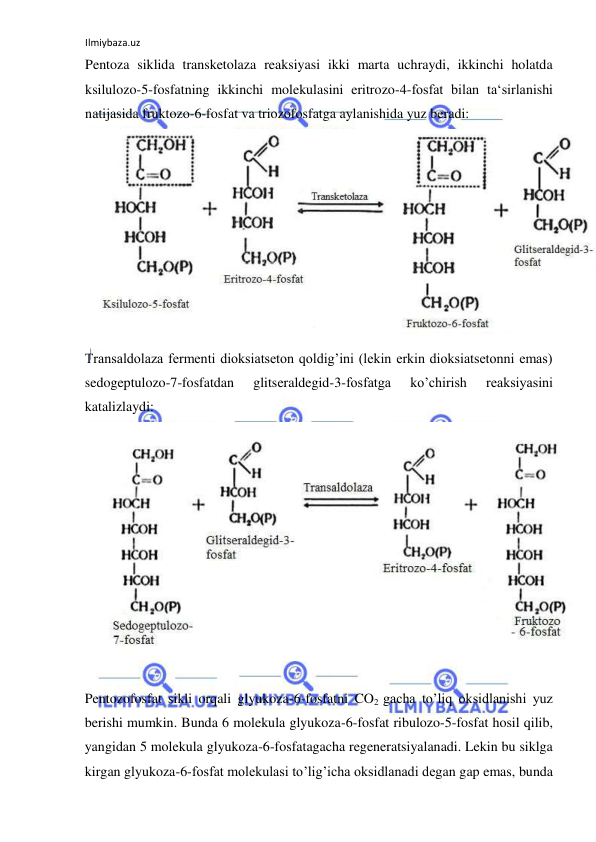 Ilmiybaza.uz 
 
Pentoza siklida transketolaza reaksiyasi ikki marta uchraydi, ikkinchi holatda 
ksilulozo-5-fosfatning ikkinchi molekulasini eritrozo-4-fosfat bilan ta‘sirlanishi 
natijasida fruktozo-6-fosfat va triozofosfatga aylanishida yuz beradi:   
 
Transaldolaza fermenti dioksiatseton qoldig’ini (lekin erkin dioksiatsetonni emas) 
sedogeptulozo-7-fosfatdan 
glitseraldegid-3-fosfatga 
ko’chirish 
reaksiyasini 
katalizlaydi:  
 
   
Pentozofosfat sikli orqali glyukoza-6-fosfatni CO2 gacha to’liq oksidlanishi yuz 
berishi mumkin. Bunda 6 molekula glyukoza-6-fosfat ribulozo-5-fosfat hosil qilib, 
yangidan 5 molekula glyukoza-6-fosfatagacha regeneratsiyalanadi. Lekin bu siklga 
kirgan glyukoza-6-fosfat molekulasi to’lig’icha oksidlanadi degan gap emas, bunda 
