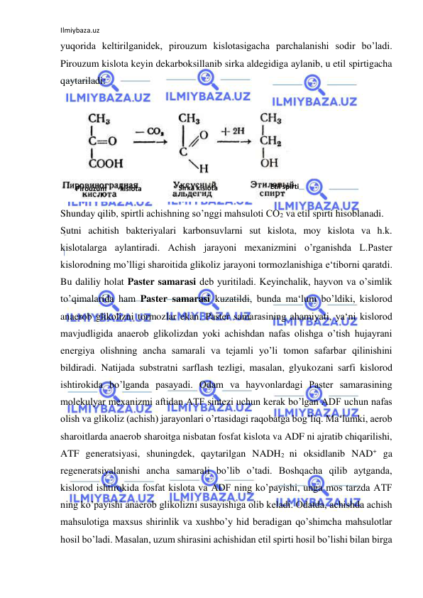 Ilmiybaza.uz 
 
yuqorida keltirilganidek, pirouzum kislotasigacha parchalanishi sodir bo’ladi. 
Pirouzum kislota keyin dekarboksillanib sirka aldegidiga aylanib, u etil spirtigacha 
qaytariladi:   
  
  
Shunday qilib, spirtli achishning so’nggi mahsuloti CO2 va etil spirti hisoblanadi.  
Sutni achitish bakteriyalari karbonsuvlarni sut kislota, moy kislota va h.k. 
kislotalarga aylantiradi. Achish jarayoni mexanizmini o’rganishda L.Paster 
kislorodning mo’lligi sharoitida glikoliz jarayoni tormozlanishiga e‘tiborni qaratdi. 
Bu daliliy holat Paster samarasi deb yuritiladi. Keyinchalik, hayvon va o’simlik 
to’qimalarida ham Paster samarasi kuzatildi, bunda ma‘lum bo’ldiki, kislorod 
anaerob glikolizni tormozlar ekan. Paster samarasining ahamiyati, ya‘ni kislorod 
mavjudligida anaerob glikolizdan yoki achishdan nafas olishga o’tish hujayrani 
energiya olishning ancha samarali va tejamli yo’li tomon safarbar qilinishini 
bildiradi. Natijada substratni sarflash tezligi, masalan, glyukozani sarfi kislorod 
ishtirokida bo’lganda pasayadi. Odam va hayvonlardagi Paster samarasining 
molekulyar mexanizmi aftidan ATF sintezi uchun kerak bo’lgan ADF uchun nafas 
olish va glikoliz (achish) jarayonlari o’rtasidagi raqobatga bog’liq. Ma‘lumki, aerob 
sharoitlarda anaerob sharoitga nisbatan fosfat kislota va ADF ni ajratib chiqarilishi, 
ATF generatsiyasi, shuningdek, qaytarilgan NADH2 ni oksidlanib NAD+ ga 
regeneratsiyalanishi ancha samarali bo’lib o’tadi. Boshqacha qilib aytganda, 
kislorod ishtirokida fosfat kislota va ADF ning ko’payishi, unga mos tarzda ATF 
ning ko’payishi anaerob glikolizni susayishiga olib keladi. Odatda, achishda achish 
mahsulotiga maxsus shirinlik va xushbo’y hid beradigan qo’shimcha mahsulotlar 
hosil bo’ladi. Masalan, uzum shirasini achishidan etil spirti hosil bo’lishi bilan birga 
Pirouzum 
  kislota   
Sirka kislota 
  
Etil spirti 
  
