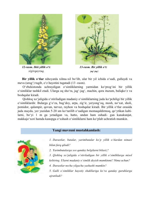 12-rasm. Ikki yillik o‘t:                                    13-rasm. Bir yillik o‘t: 
        sigirquyruq.                                                            jag‘-jag‘. 
 
Bir yillik o‘tlar nihoyatda xilma-xil bo‘lib, ular bir yil ichida o‘sadi, gullaydi va 
meva (urug‘) tugib, o‘z hayotini tugatadi (13 -rasm). 
O‘zbekistonda uchraydigan o‘simliklarning yarmidan ko‘prog‘ini bir yillik 
o‘simliklar tashkil etadi. Ularga oq sho‘ra, jag‘-jag‘, machin, qora ituzum, baliqko‘z va 
boshqalar kiradi. 
Qishloq xo‘jaligida o‘stiriladigan madaniy o‘simliklarning juda ko‘pchiligi bir yillik 
o‘simliklardir. Bularga g‘o‘za, bug‘doy, arpa, zig‘ir, yeryong‘oq, mosh, no‘xat, sholi, 
pomidor, qalampir, qovun, tarvuz, rayhon va boshqalar kiradi. Bir yillik o‘tlar orasida 
juda mayda, yer yuzidan 5-20 sm ko‘tarilib o‘sadigan momaqaldirmoq, qo‘ytikan kabi- 
larni, bo‘yi 1 m ga yetadigan va, hatto, undan ham oshadi- gan kanakunjut, 
makkajo‘xori hamda kanopga o‘xshash o‘simliklarni ham ko‘plab uchratish mumkin. 
 
 
Yangi mavzuni mustahkamlash: 
 
1. Daraxtlar, butalar, yarimbutalar ko‘p yillik o‘tlardan nimasi 
bilan farq qiladi? 
2. Yarimbutalarga xos qanday belgilarni bilasiz? 
3. Qishloq xo‘jaligida o‘stiriladigan bir yillik o‘simliklarga misol 
keltiring. Ularni madaniy o‘simlik deyish mumkinmi? Nima uchun? 
4. Daraxtlar necha yilgacha yashashi mumkin? 
5. Gulli o‘simliklar hayotiy shakllariga ko‘ra qanday guruhlarga 
ajratiladi? 
 
 
