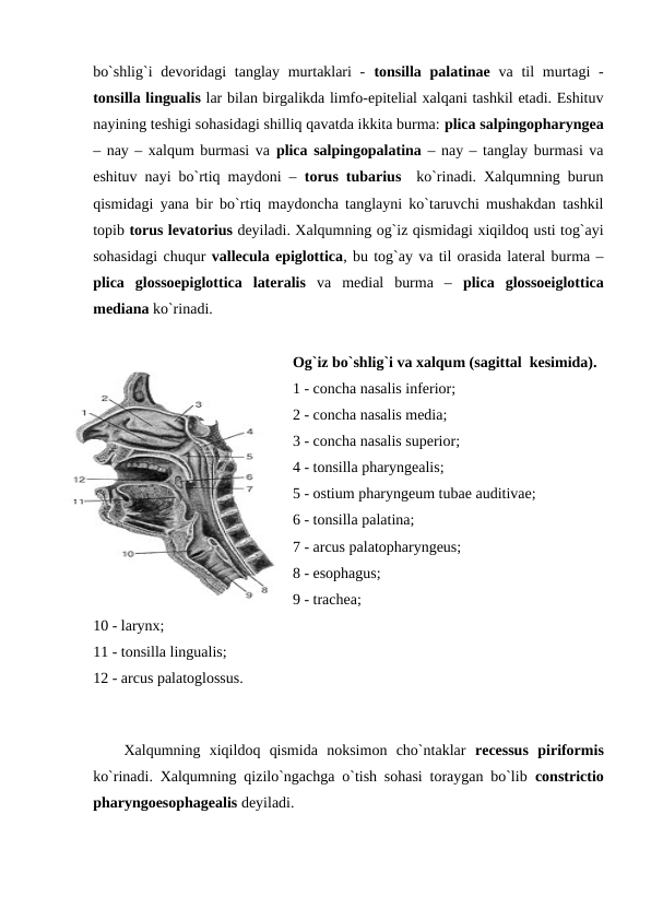 bo`shlig`i  devoridagi  tanglay murtaklari  -  tonsilla palatinae  va til  murtagi  -
tonsilla lingualis lar bilan birgalikda limfo-epitelial xalqani tashkil etadi. Eshituv
nayining teshigi sohasidagi shilliq qavatda ikkita burma: plica salpingopharyngea
– nay – xalqum burmasi va plica salpingopalatina – nay – tanglay burmasi va
eshituv nayi bo`rtiq maydoni –  torus tubarius  ko`rinadi. Xalqumning burun
qismidagi yana bir bo`rtiq maydoncha tanglayni ko`taruvchi mushakdan tashkil
topib torus levatorius deyiladi. Xalqumning og`iz qismidagi xiqildoq usti tog`ayi
sohasidagi chuqur vallecula epiglottica, bu tog`ay va til orasida lateral burma –
plica  glossoepiglottica  lateralis va  medial  burma  –  plica  glossoeiglottica
mediana ko`rinadi. 
Og`iz bo`shlig`i va xalqum (sagittal  kesimida).
1 - concha nasalis inferior; 
2 - concha nasalis media; 
3 - concha nasalis superior; 
4 - tonsilla pharyngealis; 
5 - ostium pharyngeum tubae auditivae; 
6 - tonsilla palatina; 
7 - arcus palatopharyngeus; 
8 - esophagus; 
9 - trachea; 
10 - larynx; 
11 - tonsilla lingualis; 
12 - arcus palatoglossus.         
 
Xalqumning  xiqildoq  qismida  noksimon  cho`ntaklar  recessus  piriformis
ko`rinadi. Xalqumning qizilo`ngachga o`tish sohasi toraygan bo`lib  constrictio
pharyngoesophagealis deyiladi. 
