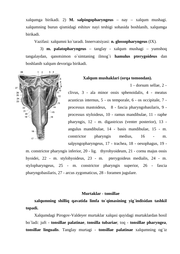 xalqumga  birikadi.  2)  M.  salpingopharyngeus –  nay  –  xalqum  mushagi.
xalqumning burun qismidagi eshituv nayi teshigi sohasida boshlanib, xalqumga
birikadi. 
Vazifasi: xalqumni ko`taradi. Innervatsiyasi: n. glossopharyngeus (IX).    
  3)  m.  palatopharyngeus –  tanglay  -  xalqum  mushagi  –  yumshoq
tangalaydan,  qanotsimon  o`simtaning  ilmog`i  hamulus  pterygoideus dan
boshlanib xalqum devoriga birikadi.     
Xalqum mushaklari (orqa tomondan).
                                                 1 - dorsum sellae, 2 -
clivus,  3  -  ala  minor  ossis  sphenoidalis,  4  -  meatus
acusticus internus, 5 - os temporale, 6 - os occipitale, 7 -
processus mastoideus,   8 - fascia pharyngobasilaris, 9 -
processus styloideus, 10 - ramus mandibulae, 11 - raphe
pharyngis, 12 - m. digastricus (venter posterior), 13 -
angulus  mandibulae,  14  -  basis  mandibulae,  15  -  m.
constrictor
 
pharyngis
 
medius,
 
16
 
-
 
m.
salpyngopharyngeus, 17 - trachea, 18 - oesophagus, 19 -
m. constrictor pharyngis inferior, 20 - lig.   thyrohyoideum, 21 - cornu majus ossis
hyoidei,  22  -  m.  stylohyoideus,  23  -  m.   pterygoideus  medialis,  24  -  m.
stylopharyngeus,  25  -  m.  constrictor  pharyngis  superior,  26  -  fascia
pharyngobasilaris, 27 - arcus zygomaticus, 28 - foramen jugulare. 
    
Murtaklar - tonsillae
xalqumning shilliq qavatida limfa  to`qimasining  yig`indisidan tashkil
topadi. 
Xalqumdagi Pirogov-Valdeyer murtaklar xalqasi quyidagi murtaklardan hosil
bo`ladi: juft - tonsillae palatinae, tonsilla tubariae; toq - tonsillae pharyngea,
tonsillae  lingualis.  Tanglay  murtagi  -  tonsillae  palatinae xalqumning  og`iz
