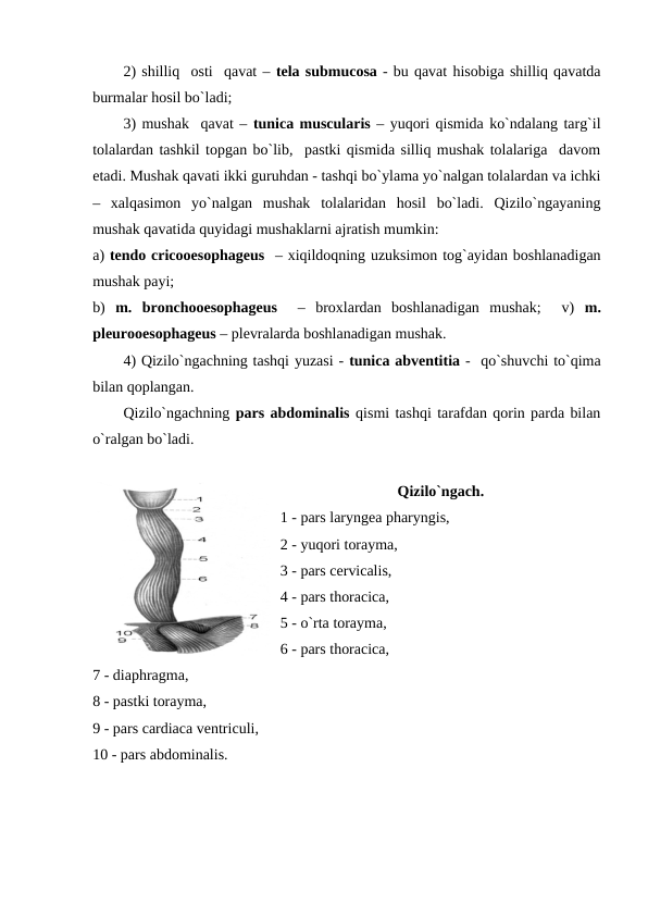 2) shilliq  osti  qavat – tela submucosa - bu qavat hisobiga shilliq qavatda
burmalar hosil bo`ladi;  
3) mushak  qavat – tunica muscularis – yuqori qismida ko`ndalang targ`il
tolalardan tashkil topgan bo`lib,  pastki qismida silliq mushak tolalariga  davom
etadi. Mushak qavati ikki guruhdan - tashqi bo`ylama yo`nalgan tolalardan va ichki
–  xalqasimon  yo`nalgan  mushak  tolalaridan  hosil  bo`ladi.  Qizilo`ngayaning
mushak qavatida quyidagi mushaklarni ajratish mumkin: 
a) tendo cricooesophageus  – xiqildoqning uzuksimon tog`ayidan boshlanadigan
mushak payi; 
b)  m.  bronchooesophageus  –  broxlardan  boshlanadigan  mushak;   v)  m.
pleurooesophageus – plevralarda boshlanadigan mushak.
4) Qizilo`ngachning tashqi yuzasi - tunica abventitia -  qo`shuvchi to`qima
bilan qoplangan. 
Qizilo`ngachning pars abdominalis qismi tashqi tarafdan qorin parda bilan
o`ralgan bo`ladi. 
Qizilo`ngach.
1 - pars laryngea pharyngis,
2 - yuqori torayma,
3 - pars cervicalis,
4 - pars thoracica,
5 - o`rta torayma,
6 - pars thoracica,
7 - diaphragma,
8 - pastki torayma,
9 - pars cardiaca ventriculi,
10 - pars abdominalis.
