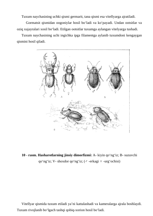 Tuxum naychasining uchki qismi germarit, tana qismi esa vitellyarga ajratiladi.
Gormatsit qismidan oogoniylar hosil bo‘ladi va ko‘payadi. Undan ootsitlar va
oziq xujayralari xosil bo‘ladi. Etilgan ootsitlar tuxumga aylangan vitelyarga tushadi.
Tuxum naychasining uchi ingichka ipga filamentga aylanib tuxumdoni kengaygan
qismini hosil qiladi.
10 - rasm. Hasharotlarning jinsiy dimorfizmi: A- kiyin qo‘ng‘iz; B- suzuvchi
qo‘ng‘iz; V- shoxdor qo‘ng‘iz; (♂ -erkagi ♀ -urg‘ochisi)
Vitellyar qismida tuxum etiladi ya’ni kattalashadi va kameralarga ajrala boshlaydi.
Tuxum rivojlanib bo‘lgach tashqi qobiq-xorion hosil bo‘ladi.
