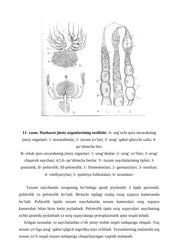 11- rasm. Hasharot jinsiy organlarining tuzilishi: A- urg‘ochi qora suvarakning
jinsiy organlari: 1- tuxumdonlar; 2- tuxum yo‘lari; 3- urug‘ qabul qiluvchi xalta; 4-
qo‘shimcha bez;
B- erkak qora suvarakning jinsiy organlari: 1- urug‘donlar; 2- urug‘ yo‘llari; 3- urug‘
chiqarish naychasi; 4,5,6- qo‘shimcha bezlar: V- tuxum naychalarining tiplari; I-
ponaistik; II- politrofik; III-pelotrofik; 1- filomenterlari; 2- germariylari; 3- oositlari;
4- vitellyariylari; 5- epileliya folikulalari; 6- tuxumlari:
   Tuxum  naychasida  ozuqaning  bo‘lishiga  qarab  joylanishi  3  tipda  paviostik,
politrofik  va  pelotrofik  bo‘ladi.  Birinchi  tipdagi  oraliq  ozuq  xujayra  kamerasida
bo‘ladi.  Politrafik  tipida  tuxum  naychalarida  tuxum  kameralari  oziq  xujayra
kameralari bilan birin ketin joylashadi. Pelotrofik tipda oziq xujayralari naychaning
uchki qismida joylashadi va oziq xujayralarga protoplazmatik iplar orqali keladi. 
Etilgan tuxumlar va naychalardan o‘tib jinsiy teshik orqali tashqariga chiqadi. Toq
tuxum yo‘liga urug‘ qabul qilgich ingichka nayi ochiladi. Tuxumlarning otalanishi toq
tuxum yo‘li orqali tuxum tashqariga chiqarilayotgan vaqtida otalanadi.
