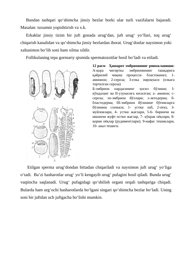 Bundan tashqari  qo‘shimcha jinsiy bezlar borki ular turli vazifalarni bajaradi.
Masalan: tuxumni yopishtirish va x.k.
Erkaklar  jinsiy  tizim  bir  juft  gonada  urug‘dan,  juft  urug‘  yo‘llari,  toq  urug‘
chiqarish kanalidan va qo‘shimcha jinsiy bezlardan iborat. Urug‘donlar naysimon yoki
xaltasimon bo‘lib soni ham xilma xildir.
Follikulaning tepa gormariy qismida spermatozoitlar hosil bo‘ladi va etiladi. 
    Etilgan sperma urug‘dondan bittadan chiqariladi va naysimon juft urug‘ yo‘liga
o‘tadi.  Ba’zi hasharotlar urug‘ yo‘li kengayib urug‘ pufagini hosil qiladi. Bunda urug‘
vaqtincha saqlanadi. Urug‘ pufagidagi qo‘shilish organi orqali tashqariga chiqadi.
Bularda ham urg‘ochi hasharotlarda bo‘lgani singari qo‘shimcha bezlar bo‘ladi. Uning
soni bir juftdan uch juftgacha bo‘lishi mumkin.
12 расм   Ҳашарот эмбрионнинг ривожланиши:
А-қора  чигиртка  эмбрионининг  ташқарига
қайрилиб  чиқиш  процесси-  бластокинез;  1-
аминион;  2-сероза;  3-елка  эмроқчаси  (елкага
тортилган сероза)
Б-эмбрион  пардасининг  ҳосил  бўлиши;  I-
кўндаланг ва II-узунасига кесилган; а- амнион; с-
сероза;  эп-эмбрион  йўллари;  э-эктодерма;  б-
бластодерма;  III-эмбрион  йўлининг  бўғимларга
бўлиниш  схемаси;  1-  устки  лаб,  2-оғиз,  3-
муйловлари,  4-  устки  жағлари,  5-6-  биринчи  ва
иккинчи жуфт остки жағлар, 7- кўкрак оёқлари, 8-
қорин оёқлар (рудиментлари); 9-нафас тешиклари,
10- анал тешиги.
