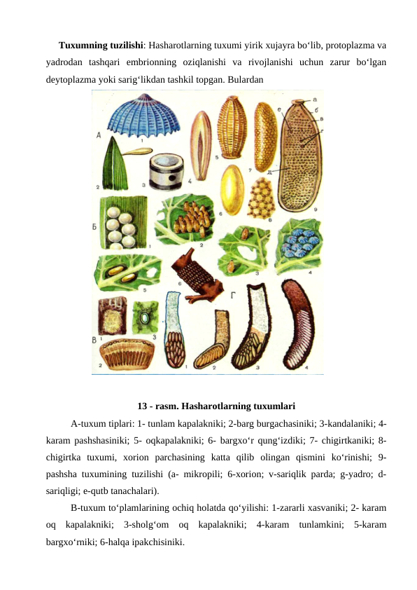 Tuxumning tuzilishi: Hasharotlarning tuxumi yirik xujayra bo‘lib, protoplazma va
yadrodan  tashqari  embrionning  oziqlanishi  va  rivojlanishi  uchun  zarur  bo‘lgan
deytoplazma yoki sarig‘likdan tashkil topgan. Bulardan 
13 - rasm. Hasharotlarning tuxumlari
A-tuxum tiplari: 1- tunlam kapalakniki; 2-barg burgachasiniki; 3-kandalaniki; 4-
karam pashshasiniki; 5- oqkapalakniki; 6- bargxo‘r qung‘izdiki; 7- chigirtkaniki; 8-
chigirtka  tuxumi,  xorion  parchasining  katta  qilib  olingan  qismini  ko‘rinishi;  9-
pashsha tuxumining tuzilishi (a- mikropili; 6-xorion; v-sariqlik parda; g-yadro; d-
sariqligi; e-qutb tanachalari). 
B-tuxum to‘plamlarining ochiq holatda qo‘yilishi: 1-zararli xasvaniki; 2- karam
oq  kapalakniki;  3-sholg‘om  oq  kapalakniki;  4-karam  tunlamkini;  5-karam
bargxo‘rniki; 6-halqa ipakchisiniki. 
