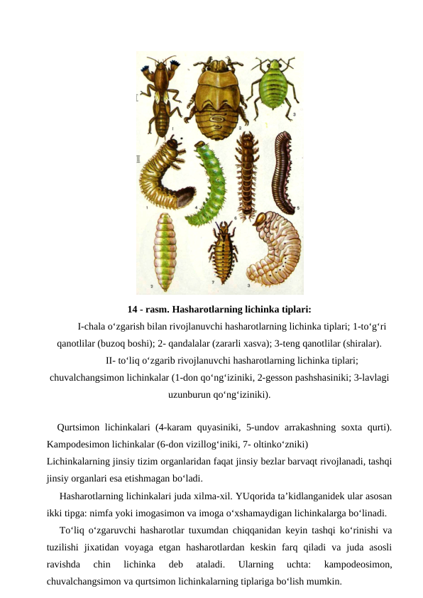 14 - rasm. Hasharotlarning lichinka tiplari:
I-chala o‘zgarish bilan rivojlanuvchi hasharotlarning lichinka tiplari; 1-to‘g‘ri
qanotlilar (buzoq boshi); 2- qandalalar (zararli xasva); 3-teng qanotlilar (shiralar).
II- to‘liq o‘zgarib rivojlanuvchi hasharotlarning lichinka tiplari;
chuvalchangsimon lichinkalar (1-don qo‘ng‘iziniki, 2-gesson pashshasiniki; 3-lavlagi
uzunburun qo‘ng‘iziniki).
  Qurtsimon lichinkalari (4-karam quyasiniki, 5-undov arrakashning soxta qurti).
Kampodesimon lichinkalar (6-don vizillog‘iniki, 7- oltinko‘zniki)
Lichinkalarning jinsiy tizim organlaridan faqat jinsiy bezlar barvaqt rivojlanadi, tashqi
jinsiy organlari esa etishmagan bo‘ladi.
Hasharotlarning lichinkalari juda xilma-xil. YUqorida ta’kidlanganidek ular asosan
ikki tipga: nimfa yoki imogasimon va imoga o‘xshamaydigan lichinkalarga bo‘linadi.
To‘liq o‘zgaruvchi hasharotlar tuxumdan chiqqanidan keyin tashqi ko‘rinishi va
tuzilishi  jixatidan  voyaga  etgan  hasharotlardan  keskin  farq  qiladi  va  juda  asosli
ravishda  chin  lichinka  deb  ataladi.  Ularning  uchta:  kampodeosimon,
chuvalchangsimon va qurtsimon lichinkalarning tiplariga bo‘lish mumkin.
