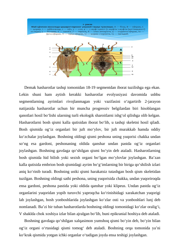   
Demak hasharotlar tashqi tomonidan 18-19 segmentdan iborat tuzilishga ega ekan.
Lekin  shuni  ham  aytish  kerakki  hasharotlar  evolyusiyasi  davomida  ushbu
segmentlarning  ayrimlari  rivojlanmagan  yoki  vazifasini  o‘zgartirib  2-jarayon
natijasida  hasharotlar  uchun  bir  muncha  progressiv  belgilardan  biri  hisoblangan
qanotlari hosil bo‘lishi ularning turli ekologik sharoitlarni ishg‘ol qilishga olib kelgan.
Hasharotlarni bosh qismi kalla qutisidan iborat bo‘lib, u tashqi skeletni hosil qiladi.
Bosh  qismida  og‘iz  organlari  bir  juft  mo‘ylov,  bir  juft  murakkab  hamda  oddiy
ko‘zchalar joylashgan. Boshning oldingi qismi peshona uning yuqorisi chakka undan
so‘ng  esa  gardoni,  peshonaning  oldida  qanshar  undan  pastda  og‘iz  organlari
joylashgan. Boshning gavdaga qo‘shilgan qismi bo‘yin deb ataladi. Hasharotlarning
bosh qismida hid bilish yoki sezish organi bo‘lgan mo‘ylovlar joylashgan. Ba’zan
kalla qutisida embrion bosh qismidagi ayrim bo‘g‘imlarning bir biriga qo‘shilish izlari
aniq ko‘rinib turadi. Boshning ustki qismi harakatsiz tutashgan bosh qism skeletidan
tuzilgan. Boshning oldingi sathi peshona, uning yuqorisida chakka, undan yuqoriroqda
ensa gardoni, peshona pastida yoki oldida qanshar yoki klipeus. Undan pastda og‘iz
organlarini yuqoridan yopib turuvchi yaproqcha ko‘rinishidagi xarakatchan yuqorigi
lab joylashgan, bosh yonboshlarida joylashgan ko‘zlar osti va yonboshlari lunj deb
nomlanadi. Ba’zi bir tuban hasharotlarda boshning oldingi tomonidagi ko‘zlar oralig‘i,
V shaklda chok xoshiya izlar bilan ajralgan bo‘lib, buni epikranial hoshiya deb ataladi.
Boshning gavdaga qo‘shilgan xalqasimon yumshoq qismi bo‘yin deb, bo‘yin bilan
og‘iz organi o‘rtasidagi qismi tomog‘ deb ataladi. Boshning orqa tomonida ya’ni
ko‘krak qismida yotgan ichki organlar o‘tadigan joyda ensa teshigi joylashgan.
