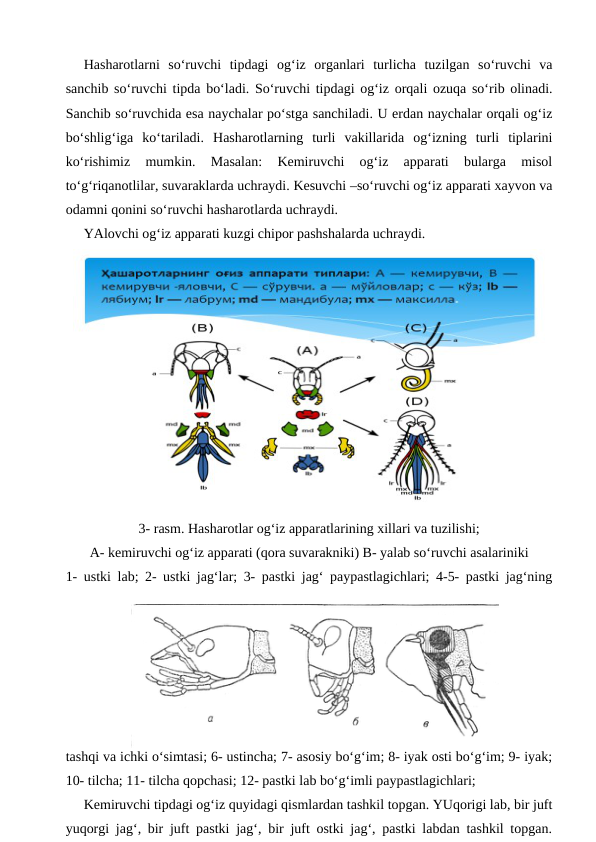 Hasharotlarni  so‘ruvchi  tipdagi  og‘iz  organlari  turlicha  tuzilgan  so‘ruvchi  va
sanchib so‘ruvchi tipda bo‘ladi. So‘ruvchi tipdagi og‘iz orqali ozuqa so‘rib olinadi.
Sanchib so‘ruvchida esa naychalar po‘stga sanchiladi. U erdan naychalar orqali og‘iz
bo‘shlig‘iga  ko‘tariladi.  Hasharotlarning  turli  vakillarida  og‘izning  turli  tiplarini
ko‘rishimiz  mumkin.  Masalan:  Kemiruvchi  og‘iz  apparati  bularga  misol
to‘g‘riqanotlilar, suvaraklarda uchraydi. Kesuvchi –so‘ruvchi og‘iz apparati xayvon va
odamni qonini so‘ruvchi hasharotlarda uchraydi.
YAlovchi og‘iz apparati kuzgi chipor pashshalarda uchraydi.
3- rasm. Hasharotlar og‘iz apparatlarining xillari va tuzilishi;
A- kemiruvchi og‘iz apparati (qora suvarakniki) B- yalab so‘ruvchi asalariniki
1- ustki lab; 2- ustki jag‘lar; 3- pastki jag‘ paypastlagichlari; 4-5- pastki jag‘ning
tashqi va ichki o‘simtasi; 6- ustincha; 7- asosiy bo‘g‘im; 8- iyak osti bo‘g‘im; 9- iyak;
10- tilcha; 11- tilcha qopchasi; 12- pastki lab bo‘g‘imli paypastlagichlari; 
Kemiruvchi tipdagi og‘iz quyidagi qismlardan tashkil topgan. YUqorigi lab, bir juft
yuqorgi jag‘, bir juft pastki jag‘, bir juft ostki jag‘, pastki labdan tashkil topgan.
