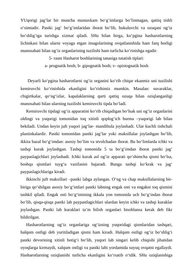 YUqorigi  jag‘lar  bir  muncha  mustaxkam  bo‘g‘imlarga  bo‘linmagan,  qattiq  tishli
o‘simtadir. Pastki jag‘ bo‘g‘imlaridan iborat bo‘lib, bukuluvchi va ozuqani og‘iz
bo‘shlig‘iga  turishga  xizmat  qiladi.  SHu  bilan  birga,  ko‘pgina  hasharotlarning
lichinkasi bilan ularni voyaga etgan imagolarining ovqatlanishida ham farq borligi
munosabati bilan og‘iz organlarining tuzilishi ham turlicha ko‘rinishga egadir.  
5- rasm Hasharot boshlarining tanasiga tutatish tiplari:
a- prognatik bosh; b- gipognatik bosh; v- opistognatik bosh
 Deyarli ko‘pgina hasharotlarni og‘iz organini ko‘rib chiqar ekanmiz uni tuzilishi
kemiruvchi  ko‘rinishida  ekanligini  ko‘rishimiz  mumkin.  Masalan:  suvaraklar,
chigirtkalar,  qo‘ng‘izlar,  kapalaklarning  qurti  qattiq  ozuqa  bilan  oziqlanganligi
munosabati bilan ularning tuzilishi kemiruvchi tipda bo‘ladi.
Kemiruvchi tipdagi og‘iz apparatini ko‘rib chiqadigan bo‘lsak uni og‘iz organlarini
oldingi  va  yuqorigi  tomonidan  toq  xitinli  qoplog‘ich  burma  –yuqorigi  lab  bilan
bekiladi. Undan keyin juft yuqori jag‘lar- mandibula joylashadi. Ular kuchli tishchali
plastinkalardir. Pastki tomonidan pastki jag‘lar yoki maksillalar joylashgan bo‘lib,
ikkita bazal bo‘g‘imdan: asosiy bo‘lim va stvolchadan iborat. Bu bo‘limlarda ichki va
tashqi  kurak  joylashgan.  Tashqi  tomonida  5  ta  bo‘g‘imdan  iborat  pastki  jag‘
paypaslagichlari joylashadi. Ichki kurak asl og‘iz apparati qo‘shimcha qismi bo‘lsa,
boshqa  qismlari  tuyg‘u  vazifasini  bajaradi.  Bunga  tashqi  ko‘krak  va  jag‘
paypaslagichlariga kiradi.
Ikkinchi juft maksillari –pastki labga aylangan. O‘ng va chap maksillalarning bir-
biriga qo‘shilgan asosiy bo‘g‘imlari pastki labning engak osti va engakni toq qismini
tashkil qiladi. Engak osti bo‘g‘imining ikkala yon tomonida uch bo‘g‘indan iborat
bo‘lib, qisqa-qisqa pastki lab paypastlagichlari ulardan keyin ichki va tashqi kuraklar
joylashgan.  Pastki  lab  kuraklari  ta’m  bilish  organlari  hisoblansa  kerak  deb  fikr
bildirilgan.
Hasharotlarning  og‘iz  organlariga  og‘izning  yuqoridagi  qismlaridan  tashqari,
halqum ostligi deb yuritiladigan qismi ham kiradi. Halqum ostligi og‘iz bo‘shlig‘i
pastki devorining xitinli botig‘i bo‘lib, yuqori lab singari kelib chiqishi jihatidan
oyoqlarga kirmaydi, xalqum ostligi va pastki labi yordamida suyuq ovqatni egallaydi.
Hasharotlarning oziqlanishi turlicha ekanligini ko‘rsatib o‘tdik. SHu oziqlanishiga
