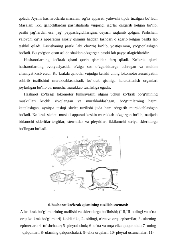 qoladi. Ayrim hasharotlarda masalan, og‘iz apparati yalovchi tipda tuzilgan bo‘ladi.
Masalan:  ikki qanotlillardan pashshalarda yuqorigi jag‘lar qisqarib ketgan bo‘lib,
pastki jag‘lardan esa, jag‘ paypaslagichlarigina deyarli saqlanib qolgan. Pashshani
yalovchi og‘iz apparatini asosiy qismini haddan tashqari o‘zgarib ketgan pastki lab
tashkil qiladi. Pashshaning pastki labi cho‘ziq bo‘lib, yostiqsimon, yo‘g‘onlashgan
bo‘ladi. Bu yo‘g‘on qism aslida shaklan o‘zgargan pastki lab paypastlagichlaridir.
Hasharotlarning  ko‘krak  qismi  qorin  qismidan  farq  qiladi.  Ko‘krak  qismi
hasharotlarning  evolyusiyasida  o‘ziga  xos  o‘zgarishlarga  uchragan  va  muhim
ahamiyat kasb etadi. Ko‘krakda qanotlar vujudga kelishi uning lokomotor xususiyatini
oshirib  tuzilishini  murakkablashtiradi,  ko‘krak  qismiga  harakatlanish  organlari
joylashgan bo‘lib bir muncha murakkab tuzilishga egadir.
Hasharot  ko‘kragi  lokomotor  funksiyasini  olgani  uchun  ko‘krak  bo‘g‘mining
muskullari  kuchli  rivojlangan  va  murakkablashgan,  bo‘g‘imlarning  hajmi
kattalashgan,  ayniqsa  tashqi  skelet  tuzilishi  juda  ham  o‘zgarib  murakkablashgan
bo‘ladi. Ko‘krak skeleti muskul apparati keskin murakkab o‘zgargan bo‘lib, natijada
birlamchi skleritlar-tergitlar, sterrnitlar va pleyritlar, ikkilamchi seriya skleritlarga
bo‘lingan bo‘ladi.
6-hasharot ko‘krak qismining tuzilish sxemasi:
A-ko‘krak bo‘g‘imlarining tuzilishi va skleritlarga bo‘linishi; (I,II,III-oldingi va o‘rta
orqa ko‘krak bo‘g‘imlari) 1-oldi elka, 2- oldingi, o‘rta va orqa episterilar; 3- ularning
epimerlari; 4- to‘shchalar; 5- pleyral chok; 6- o‘rta va orqa elka qalqon oldi; 7- uning
qalqonlari; 8- ularning qalqonchalari; 9- elka orqalari; 10- pleyral ustunchalar; 11-
